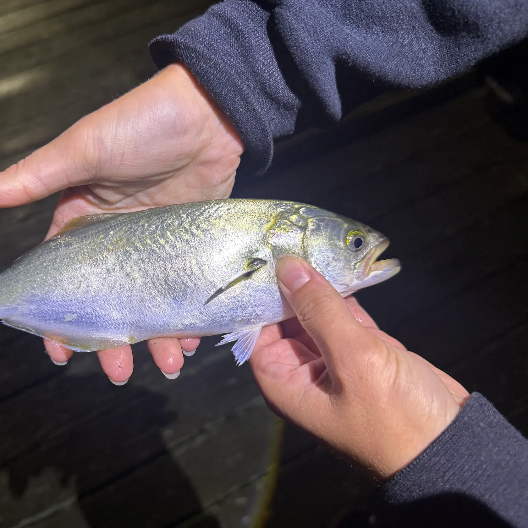 Bluefish caught on Fishbrain
