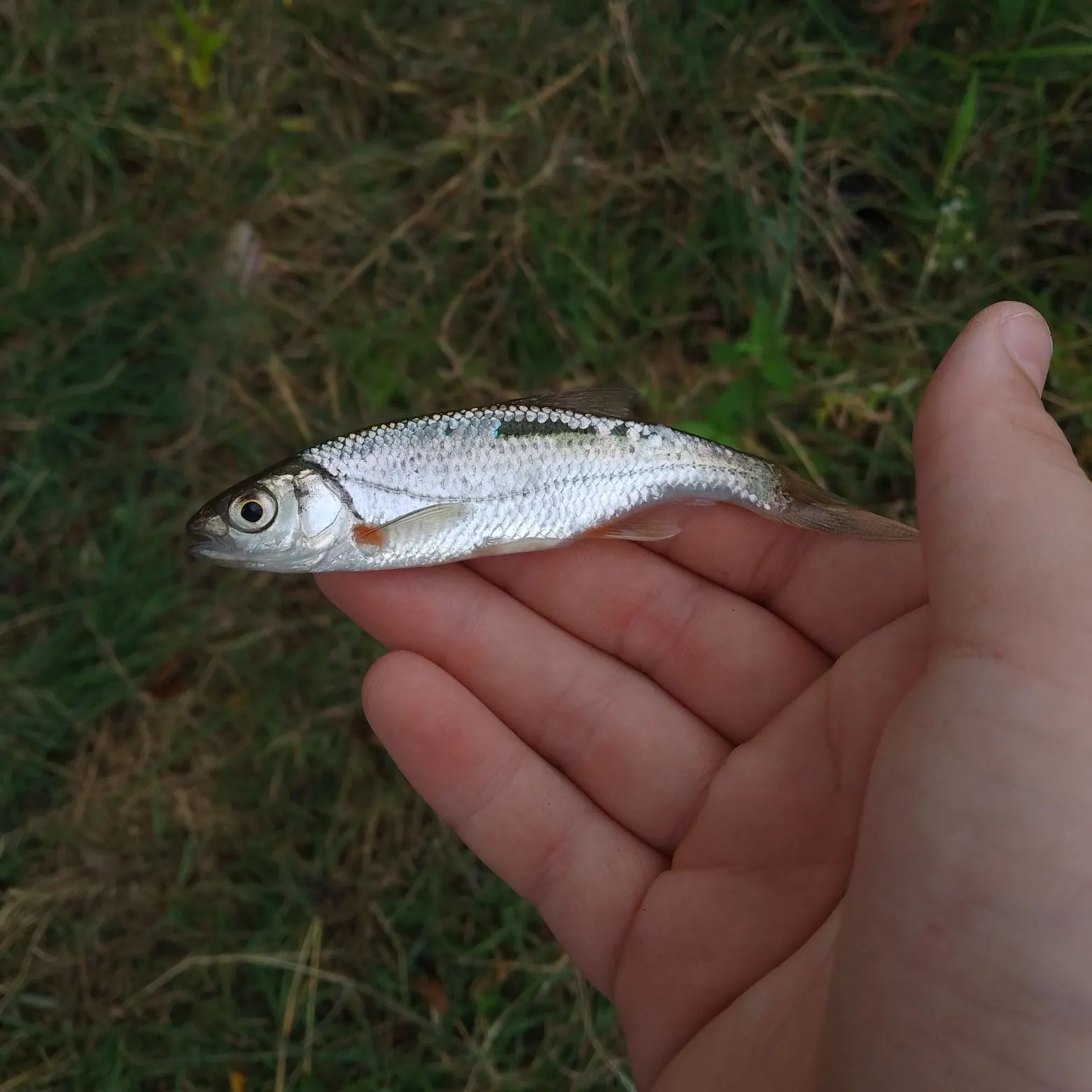 European chub caught on Fishbrain