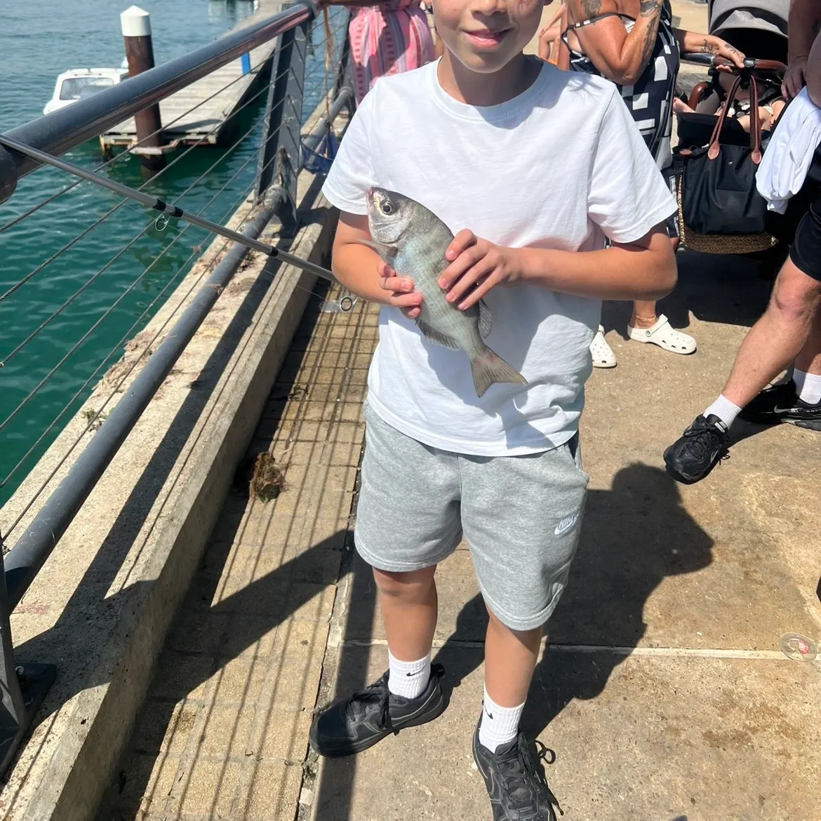 The most recent Black seabream catches on Fishbrain