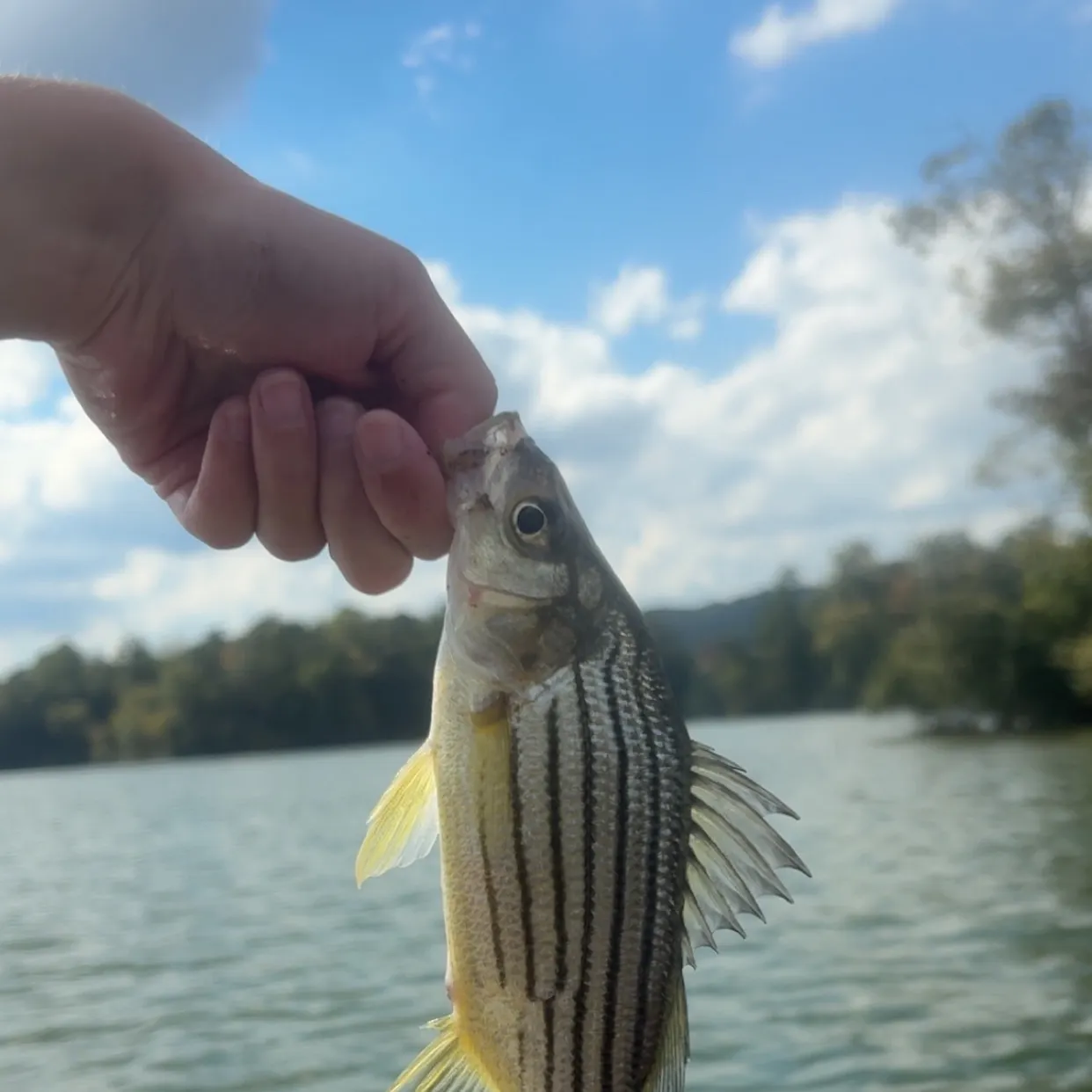 Yellow bass caught on Fishbrain