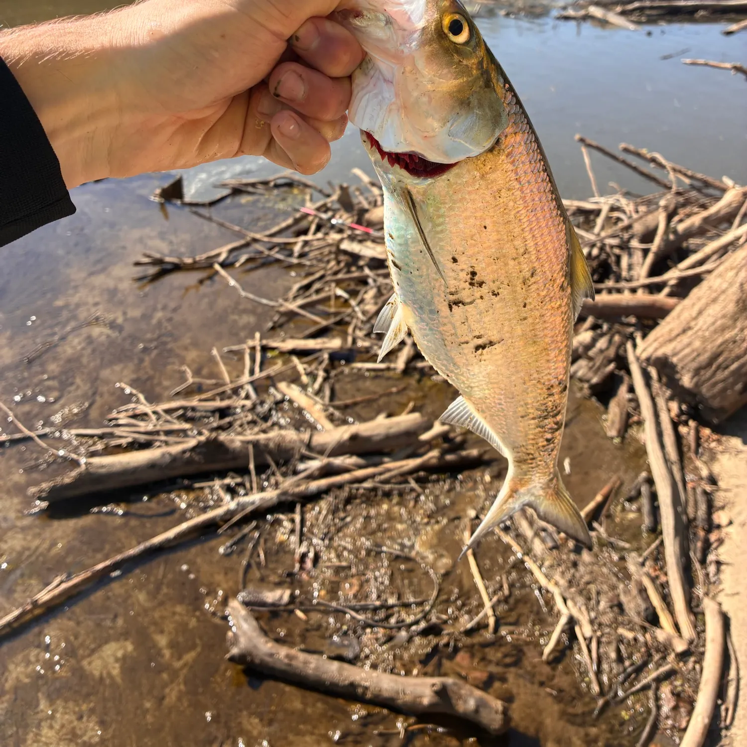 Skipjack herring caught on Fishbrain