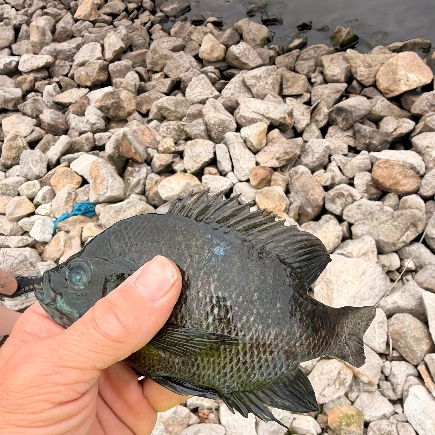 Bluegill caught on Fishbrain