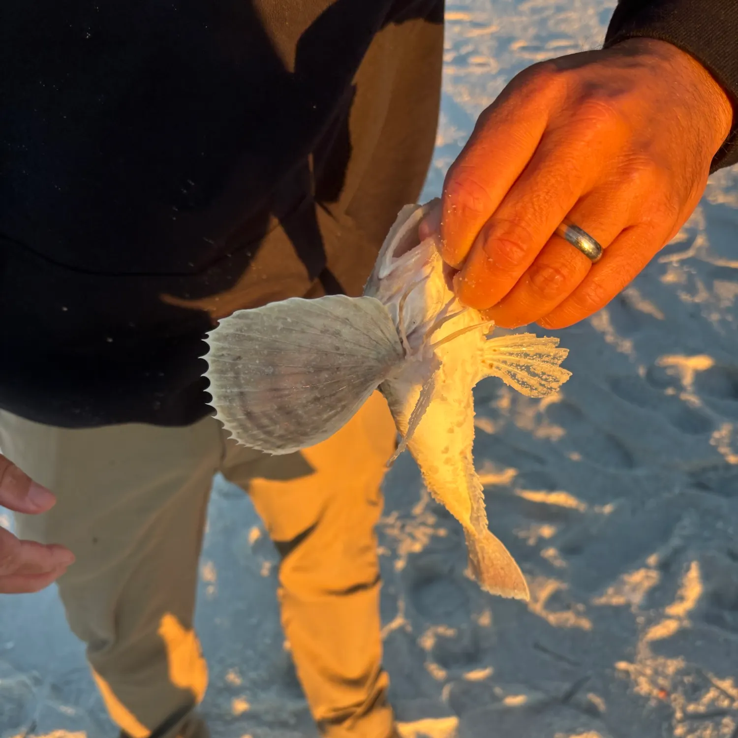 Northern searobin caught on Fishbrain