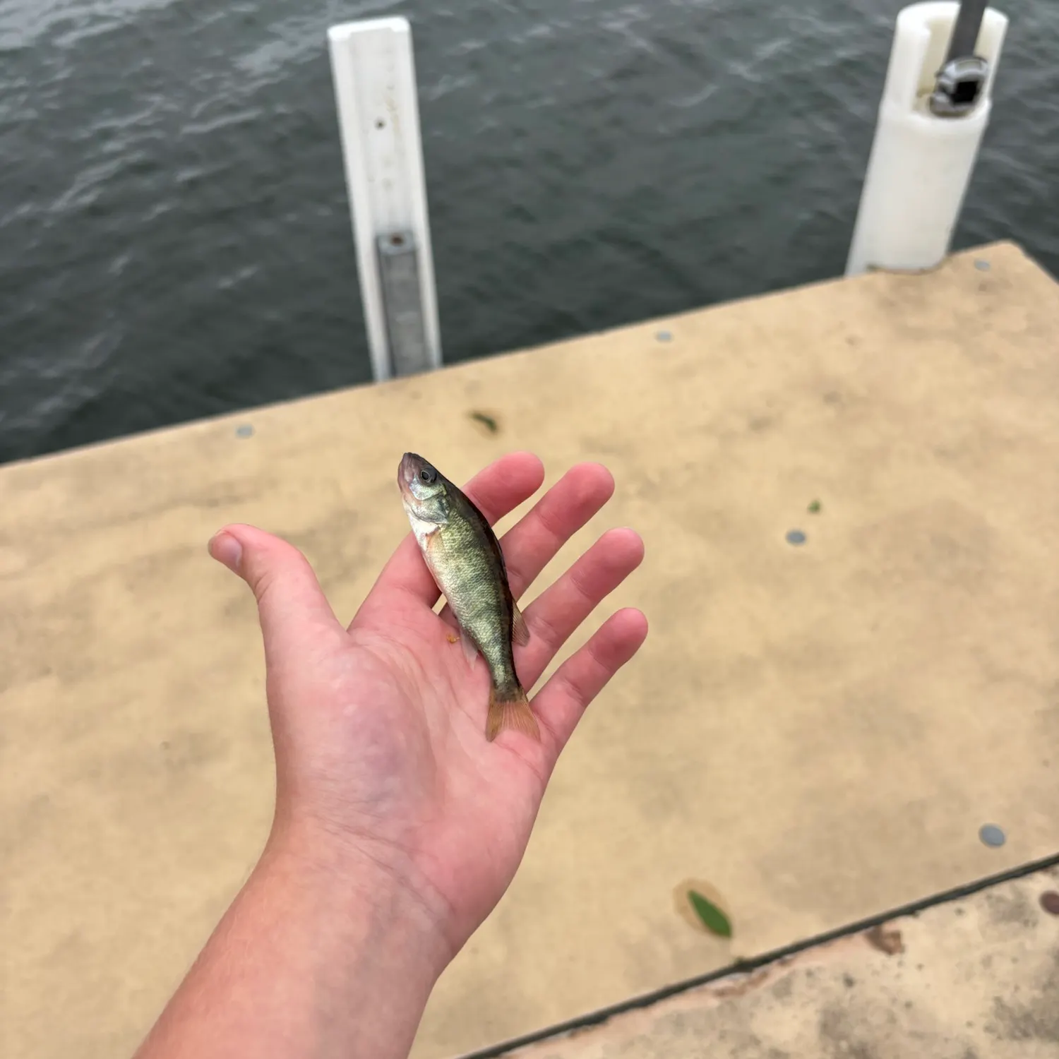 Yellow perch caught on Fishbrain