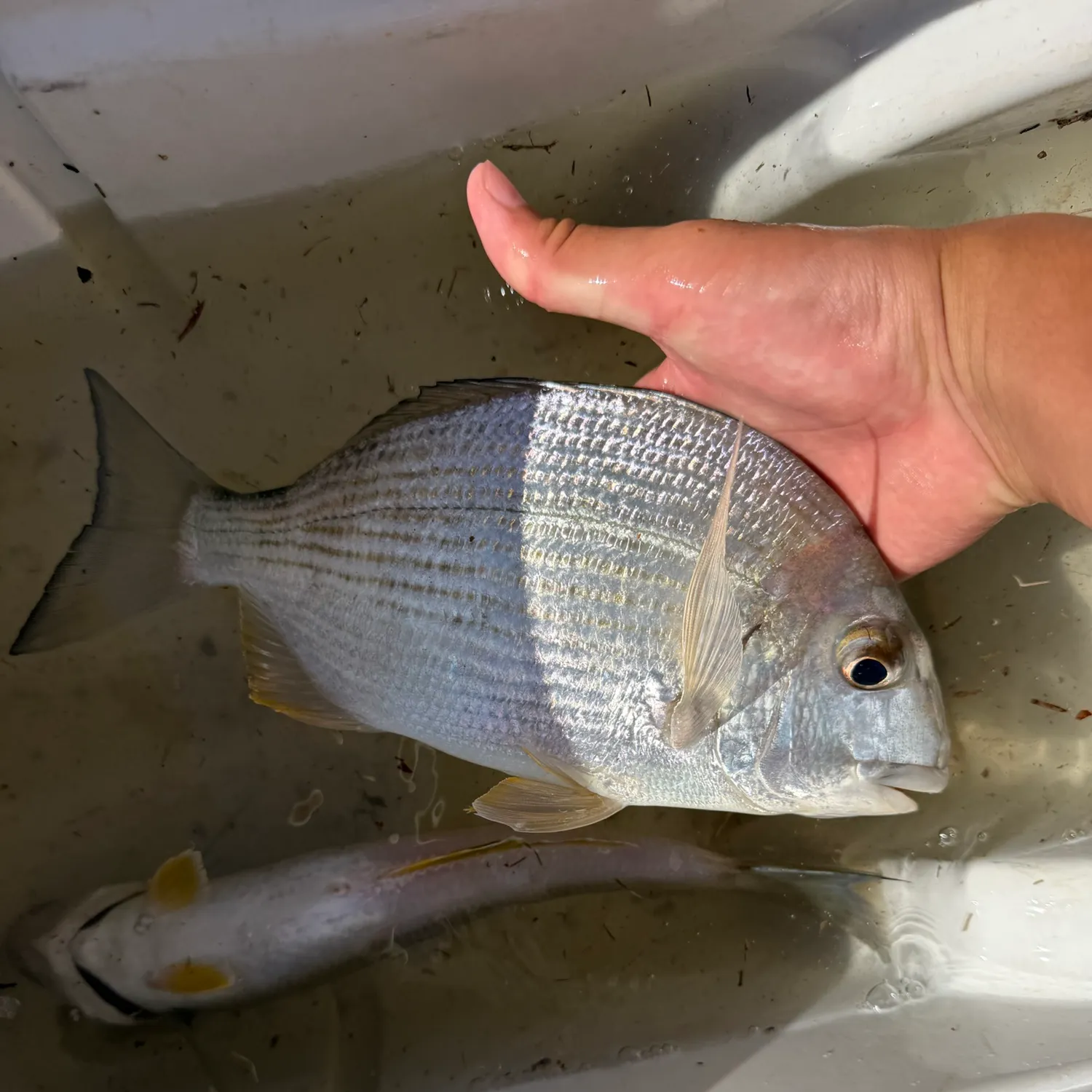 Surf bream caught on Fishbrain
