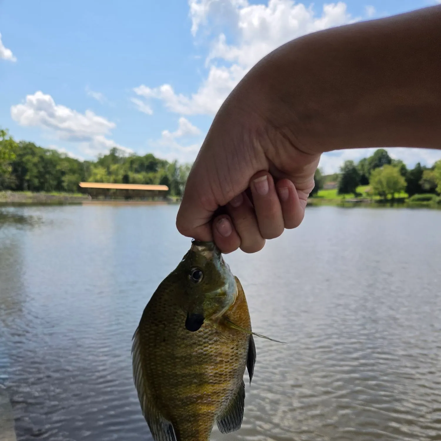 Bluegill caught on Fishbrain