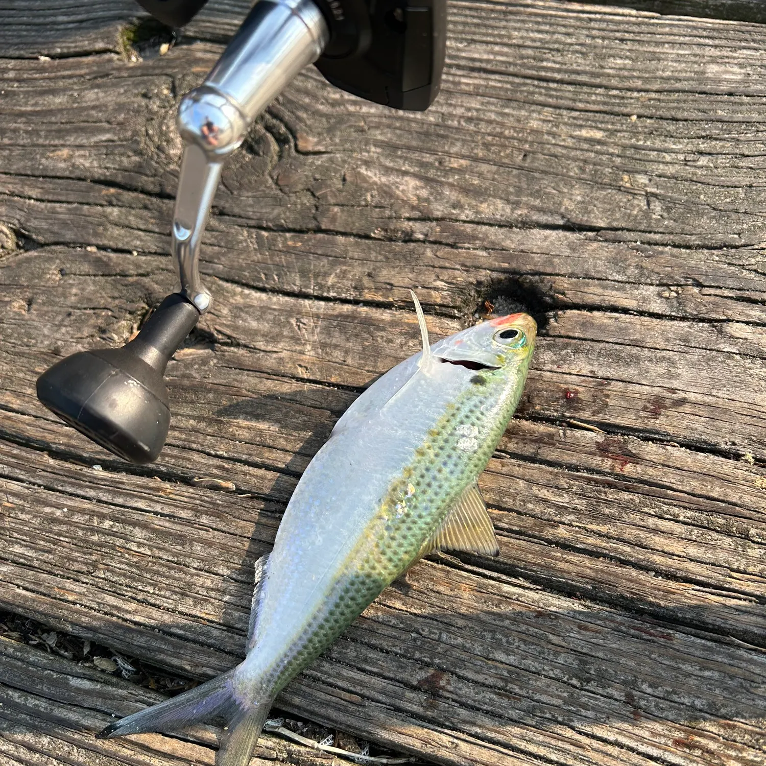 The most recent Atlantic thread herring catches on Fishbrain