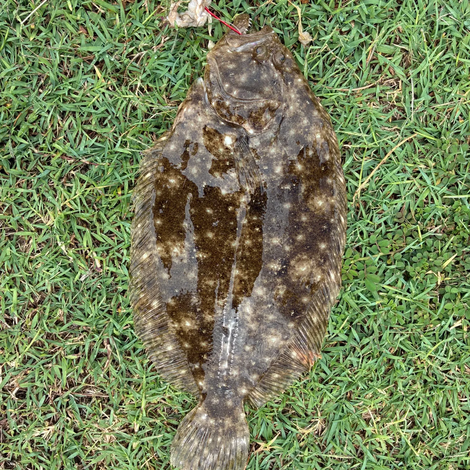 The most recent Southern lemon sole catches on Fishbrain