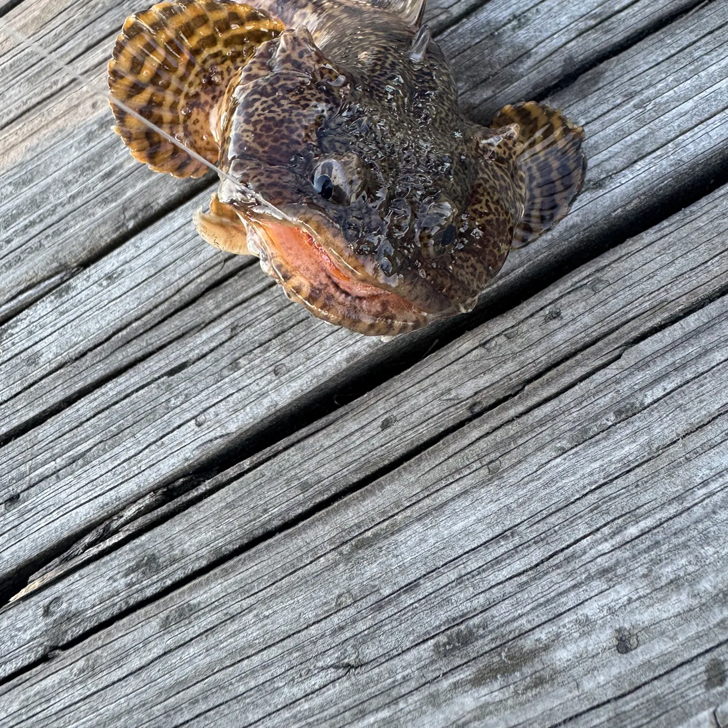 The most recent Oyster toadfish catches on Fishbrain