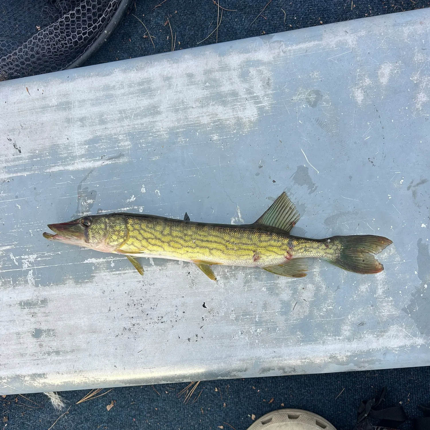 Chain pickerel caught on Fishbrain