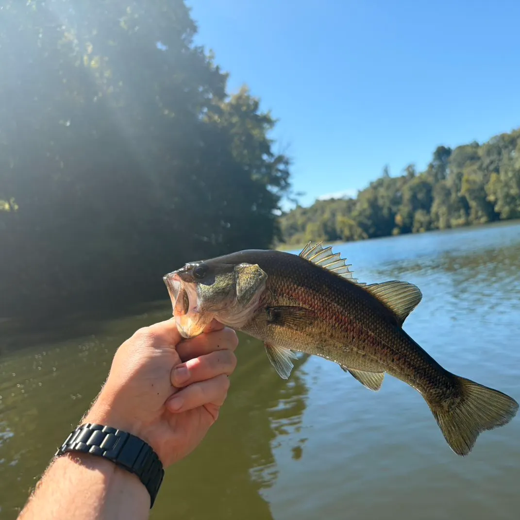 Largemouth bass caught on Fishbrain