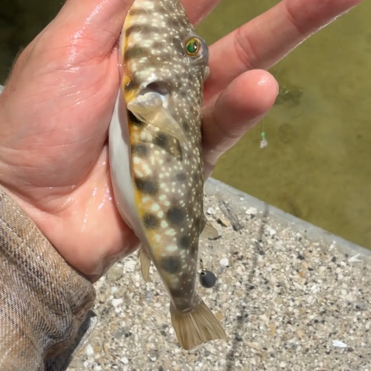 Southern puffer caught on Fishbrain