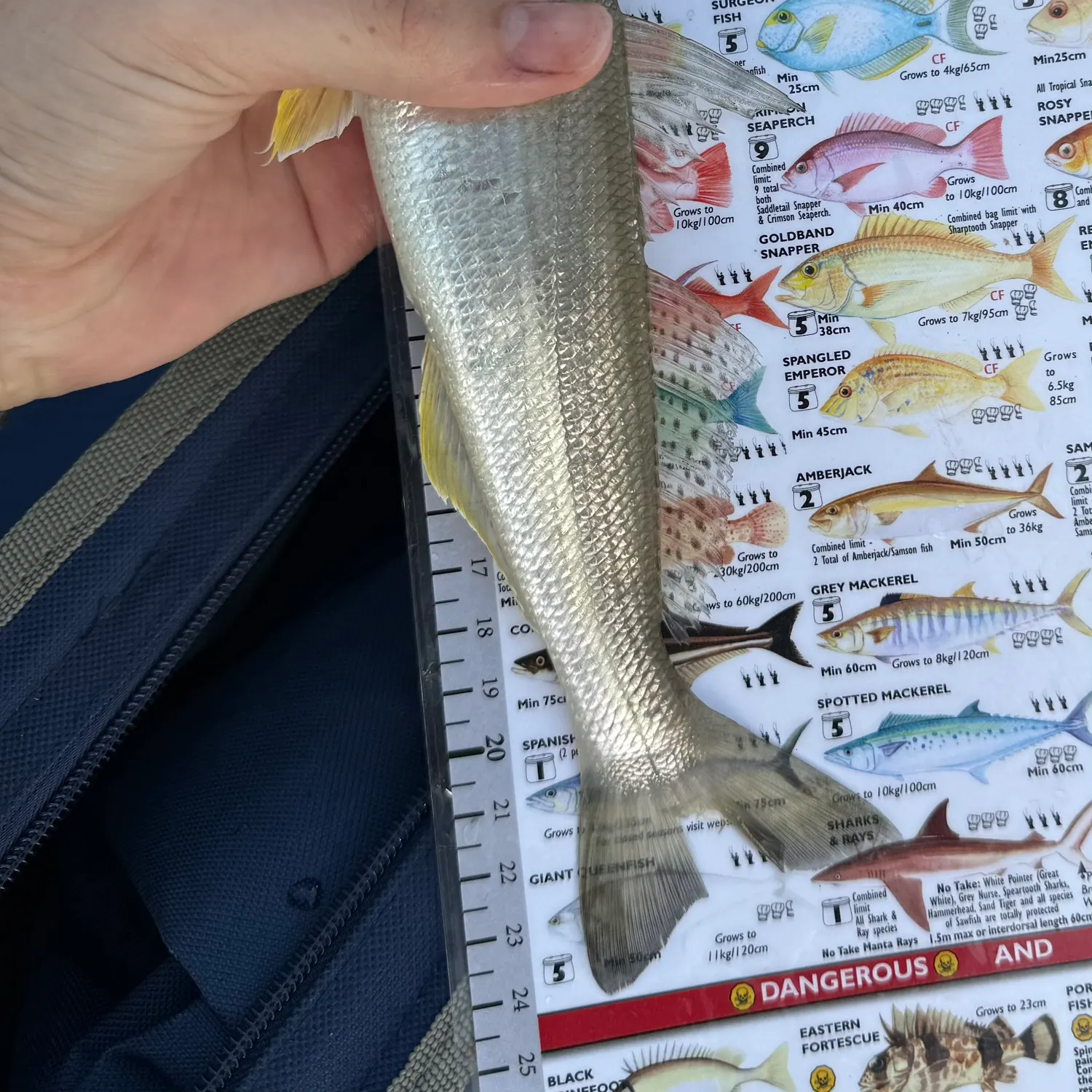 recently logged catches