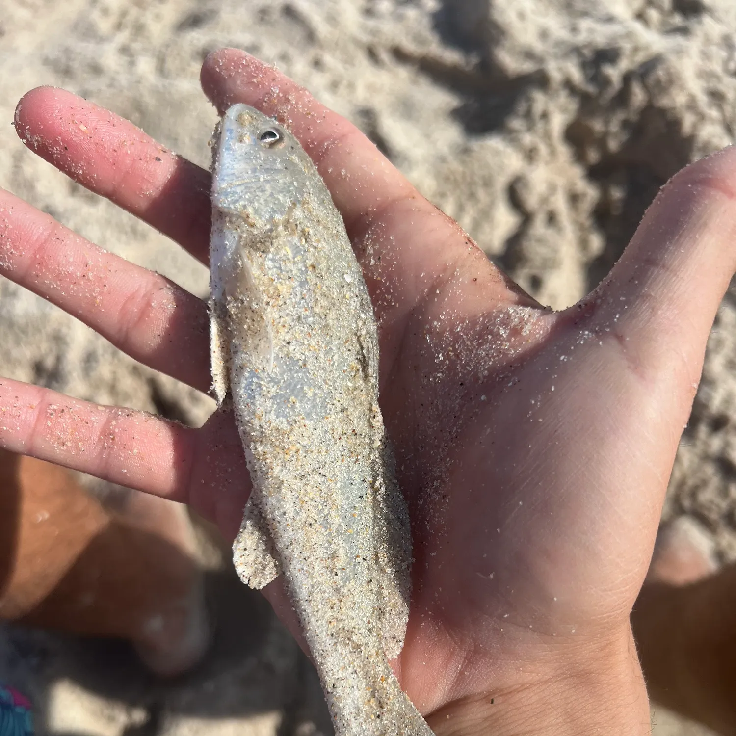 The most recent Gulf kingcroaker catches on Fishbrain