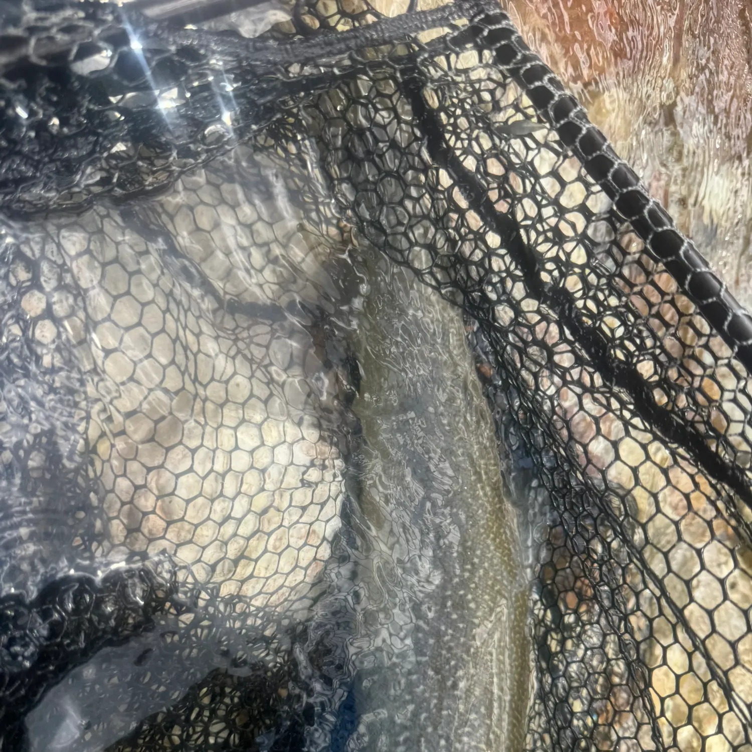 The most recent Marble trout catches on Fishbrain