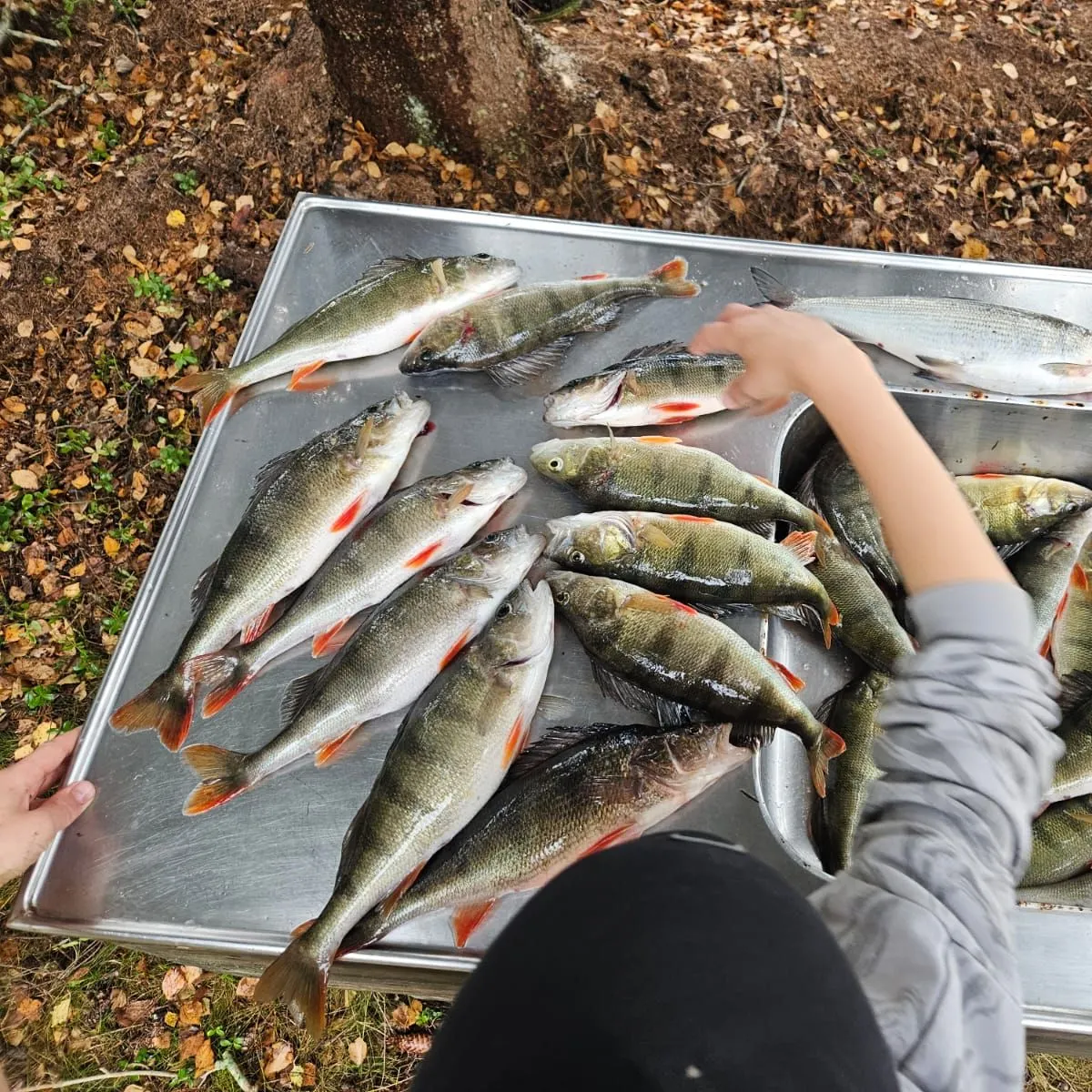 European perch caught on Fishbrain