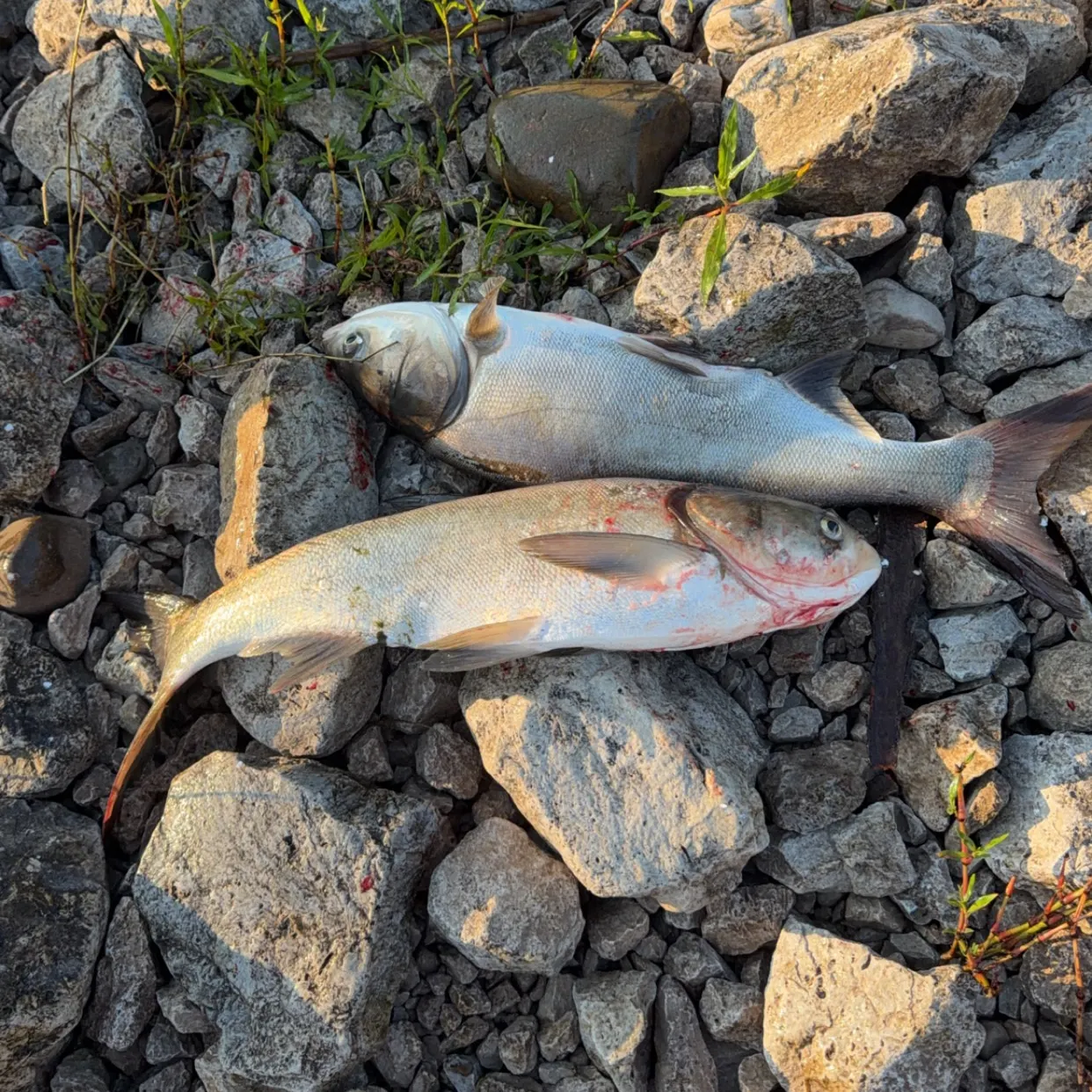 Silver carp caught on Fishbrain