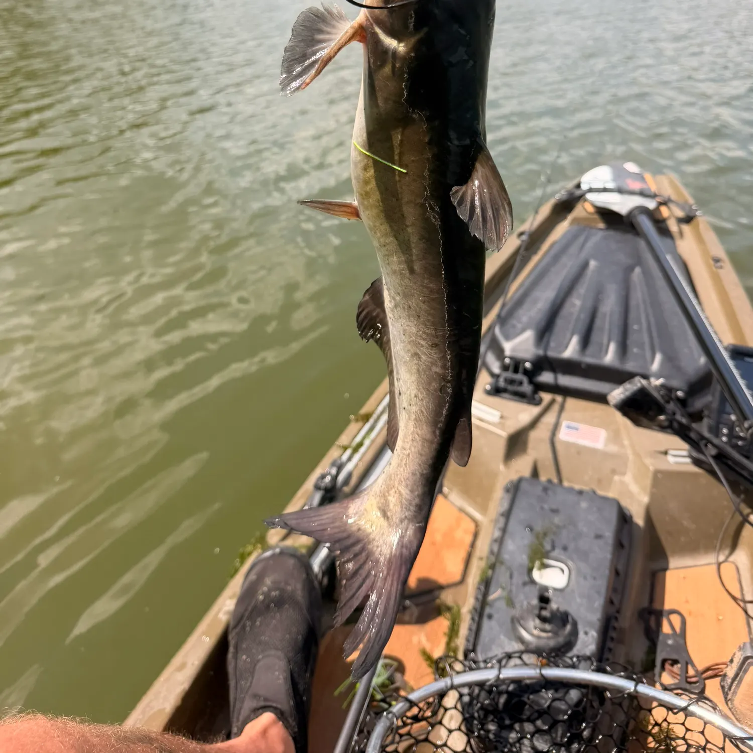 Channel catfish caught on Fishbrain