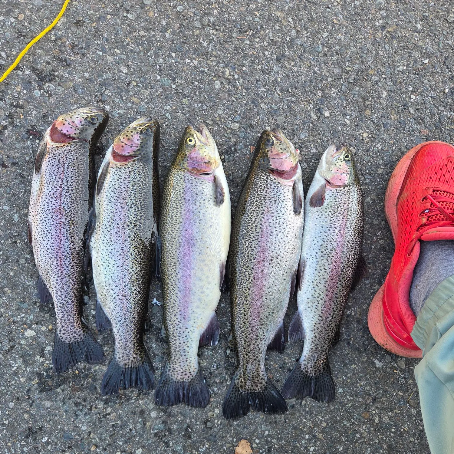 Rainbow trout caught on Fishbrain