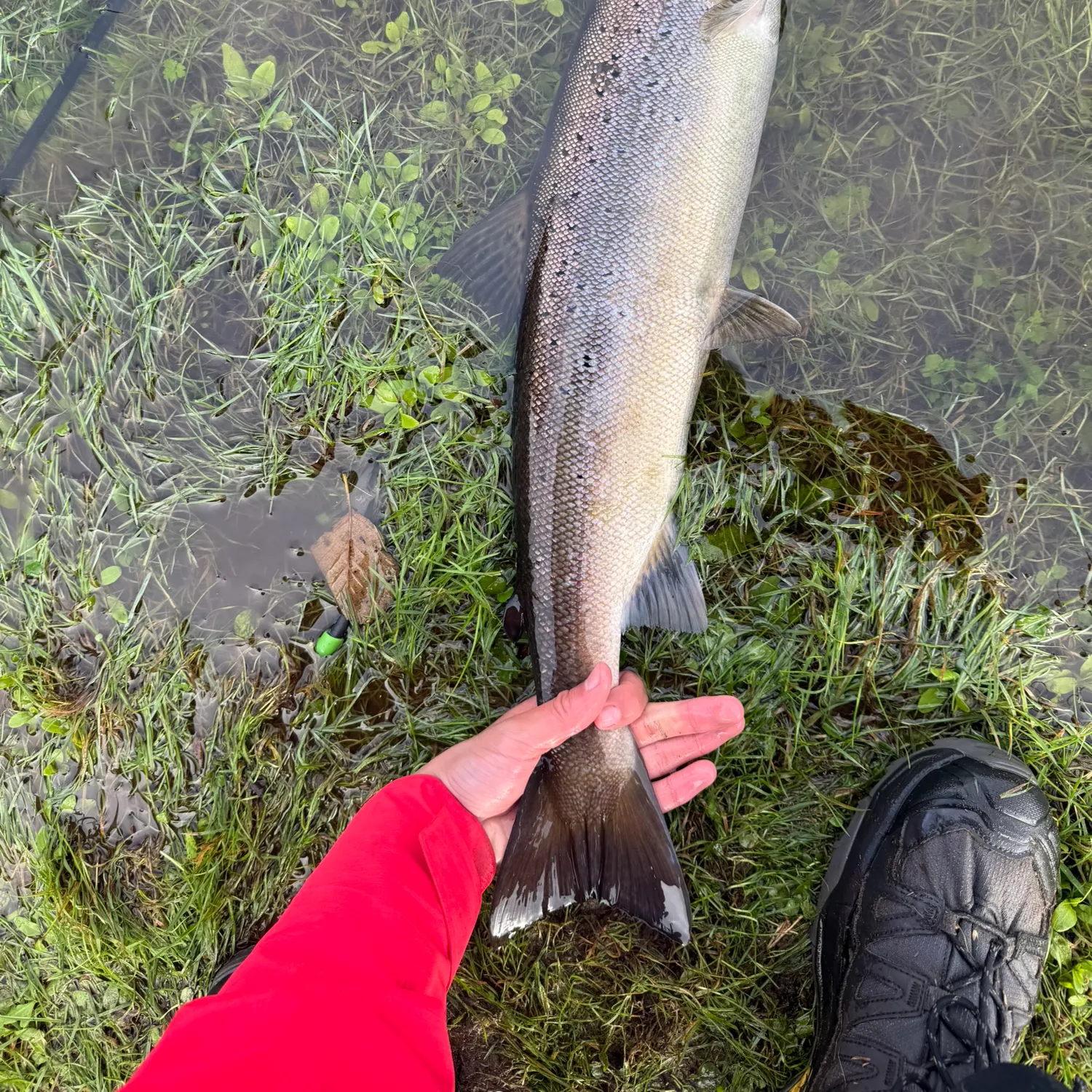 Atlantic salmon caught on Fishbrain