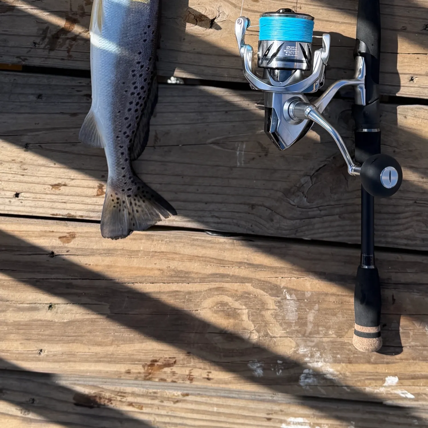 Spotted seatrout caught on Fishbrain