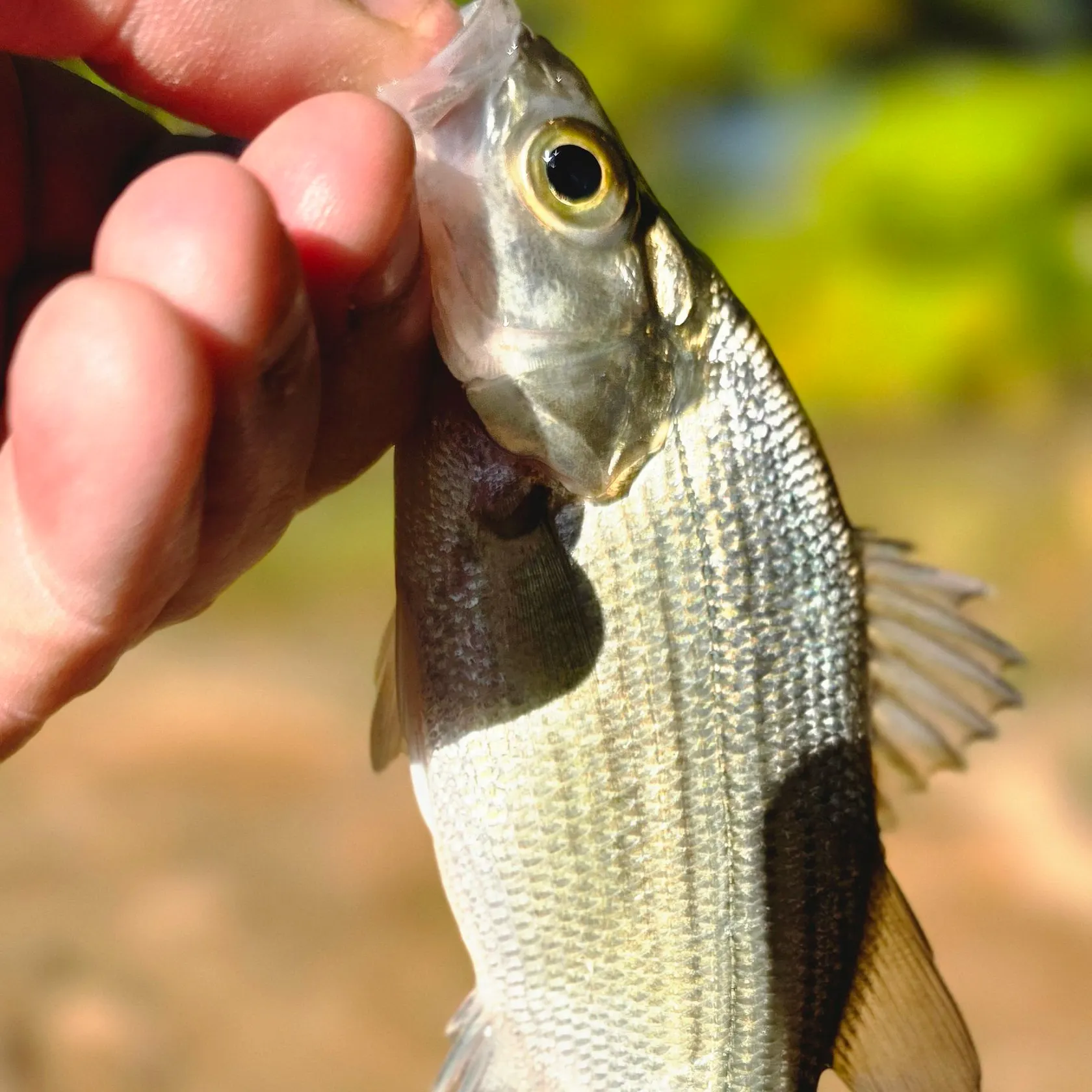 Wiper caught on Fishbrain