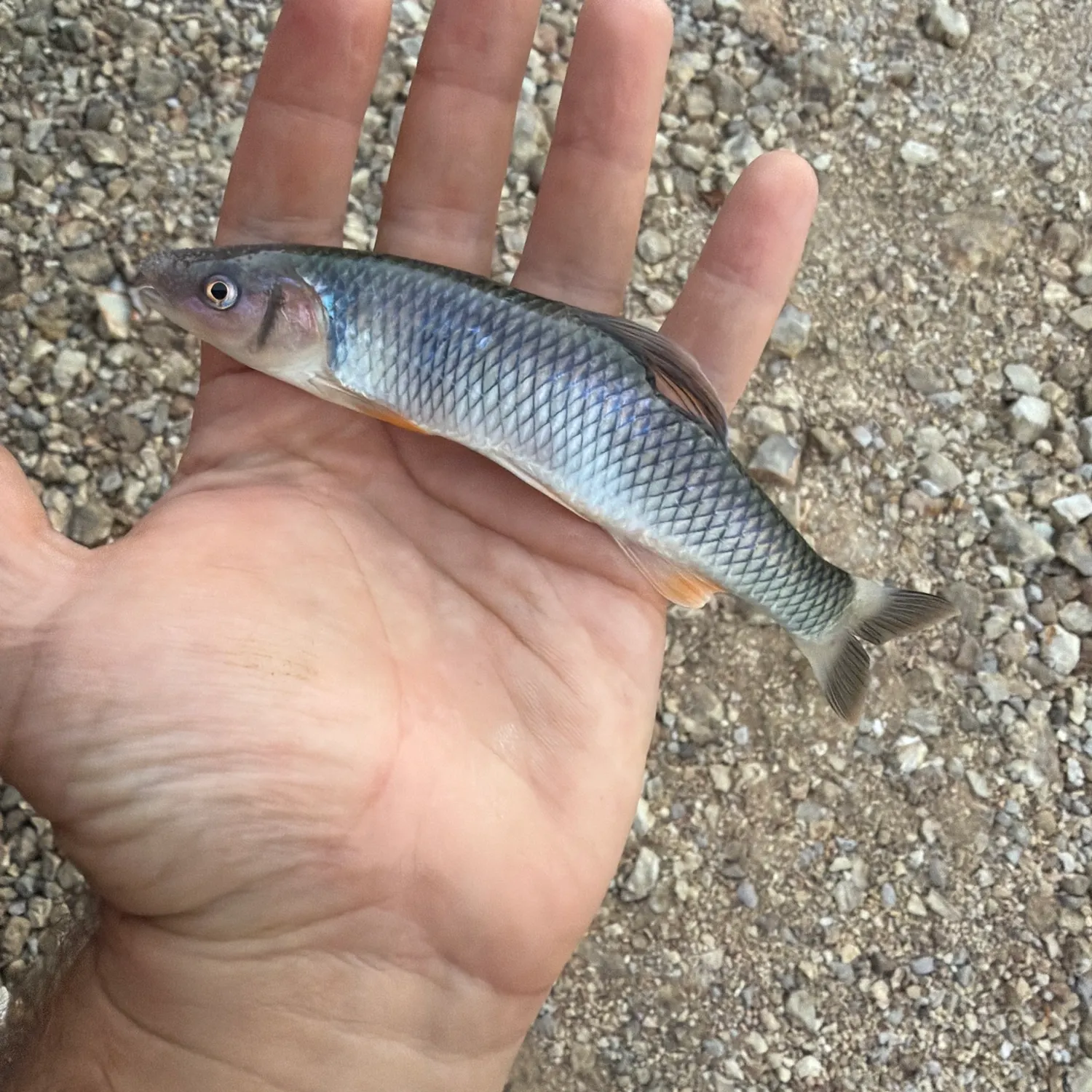 The most recent Hornyhead chub catches on Fishbrain