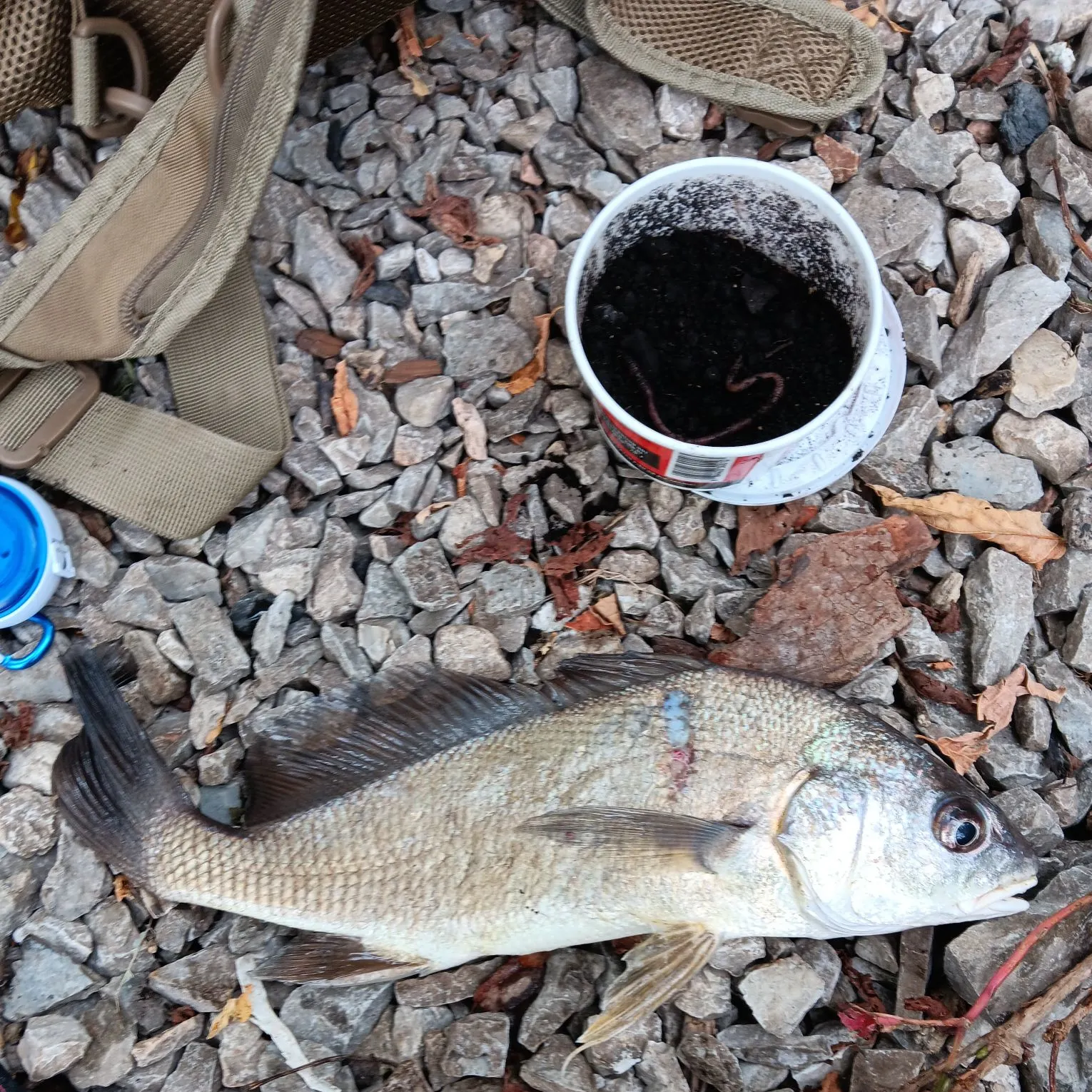 Freshwater drum caught on Fishbrain