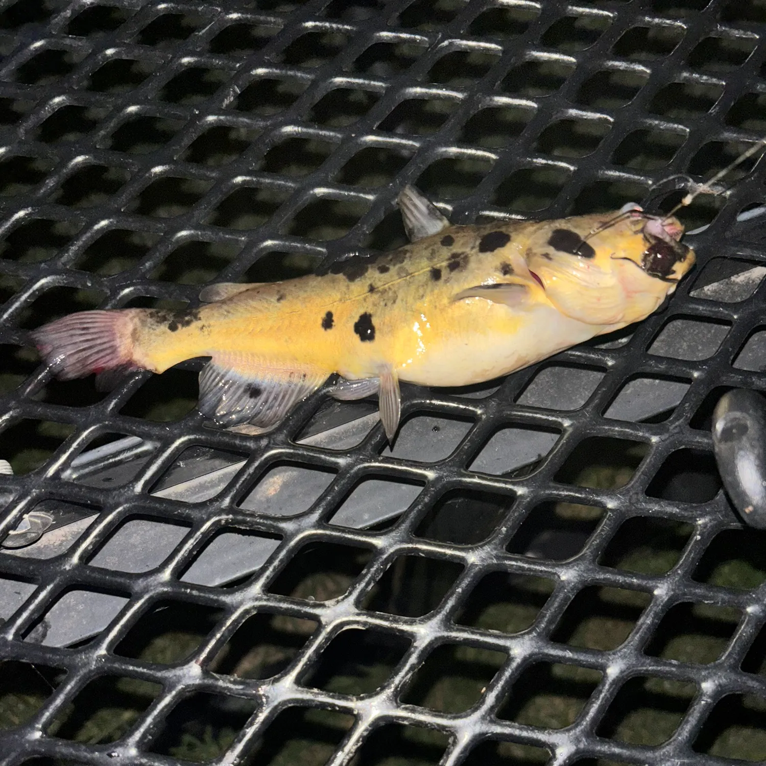 Channel catfish caught on Fishbrain