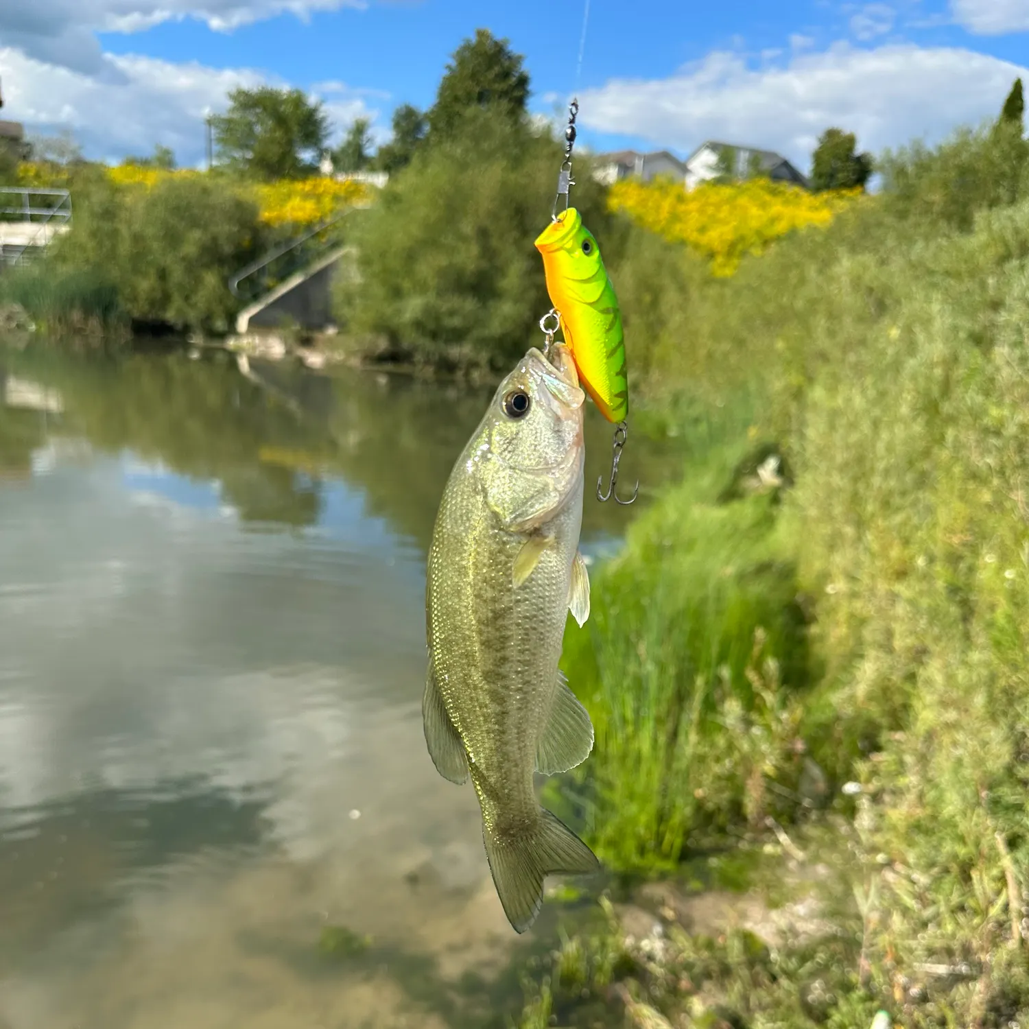 Largemouth bass caught on Fishbrain