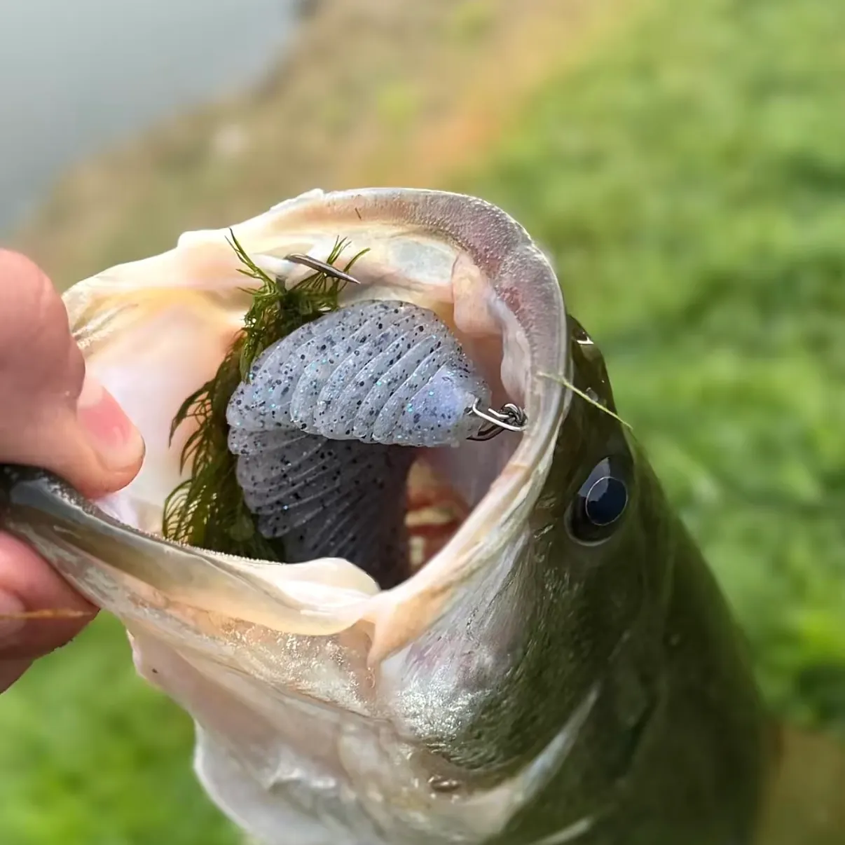 Yellow bass caught on Fishbrain