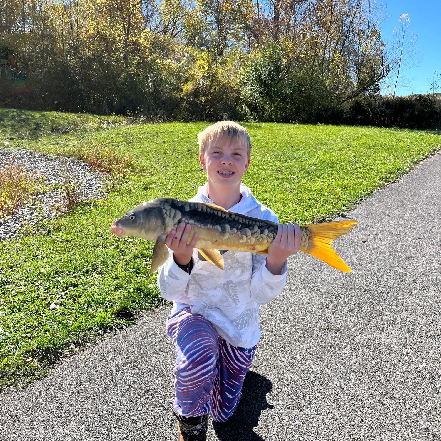 Mirror carp caught on Fishbrain