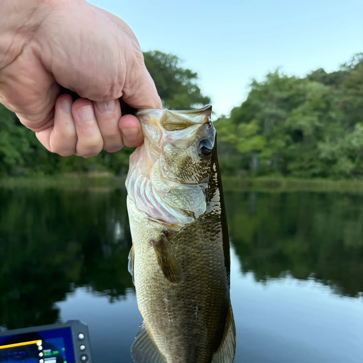 Largemouth bass caught on Fishbrain