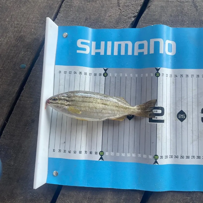The most recent Western striped grunter catches on Fishbrain