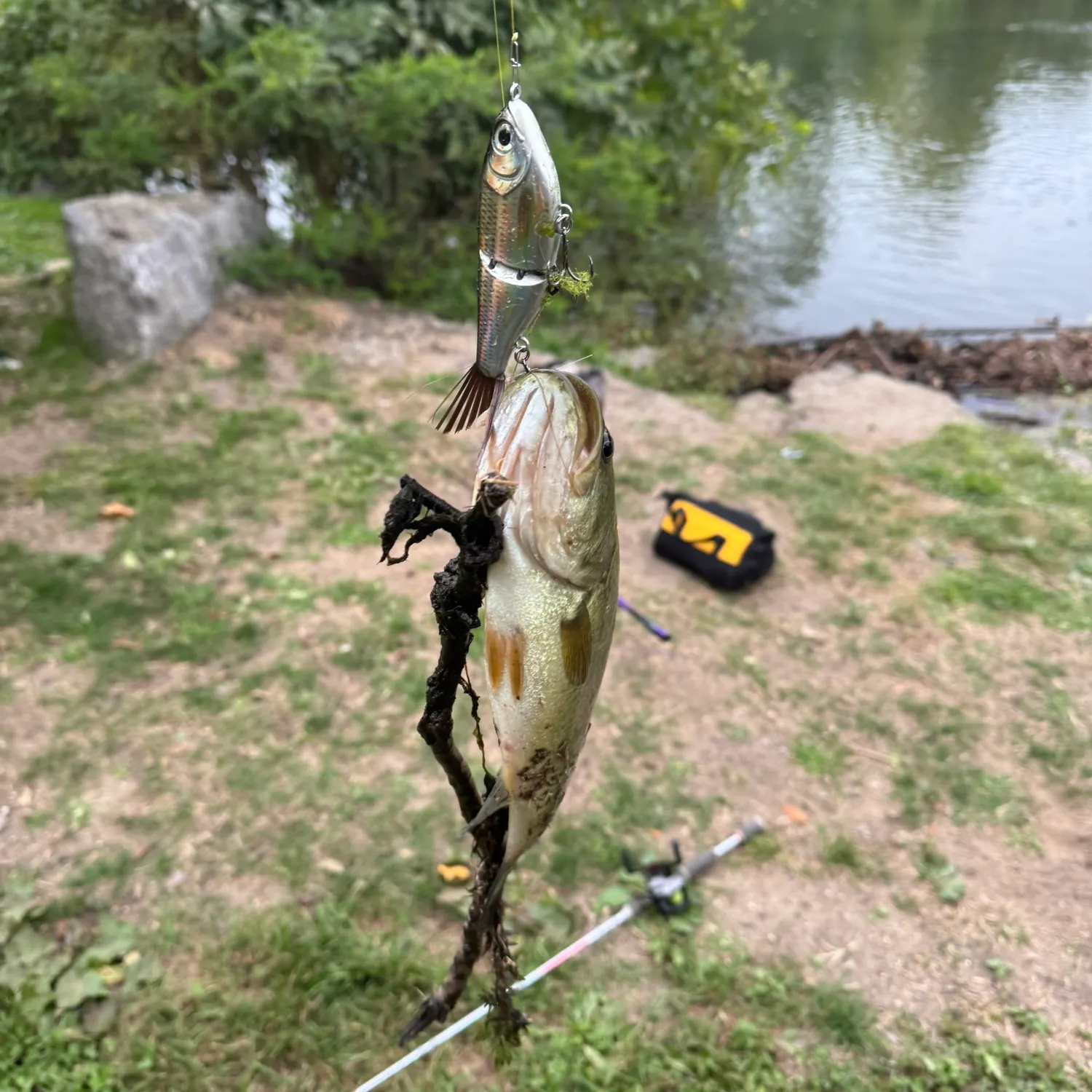 Largemouth bass caught on Fishbrain