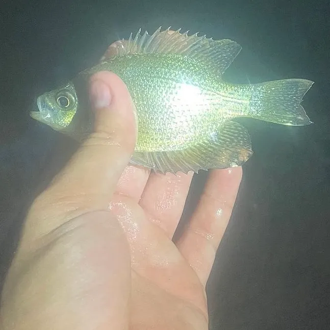The most recent Flier catches on Fishbrain