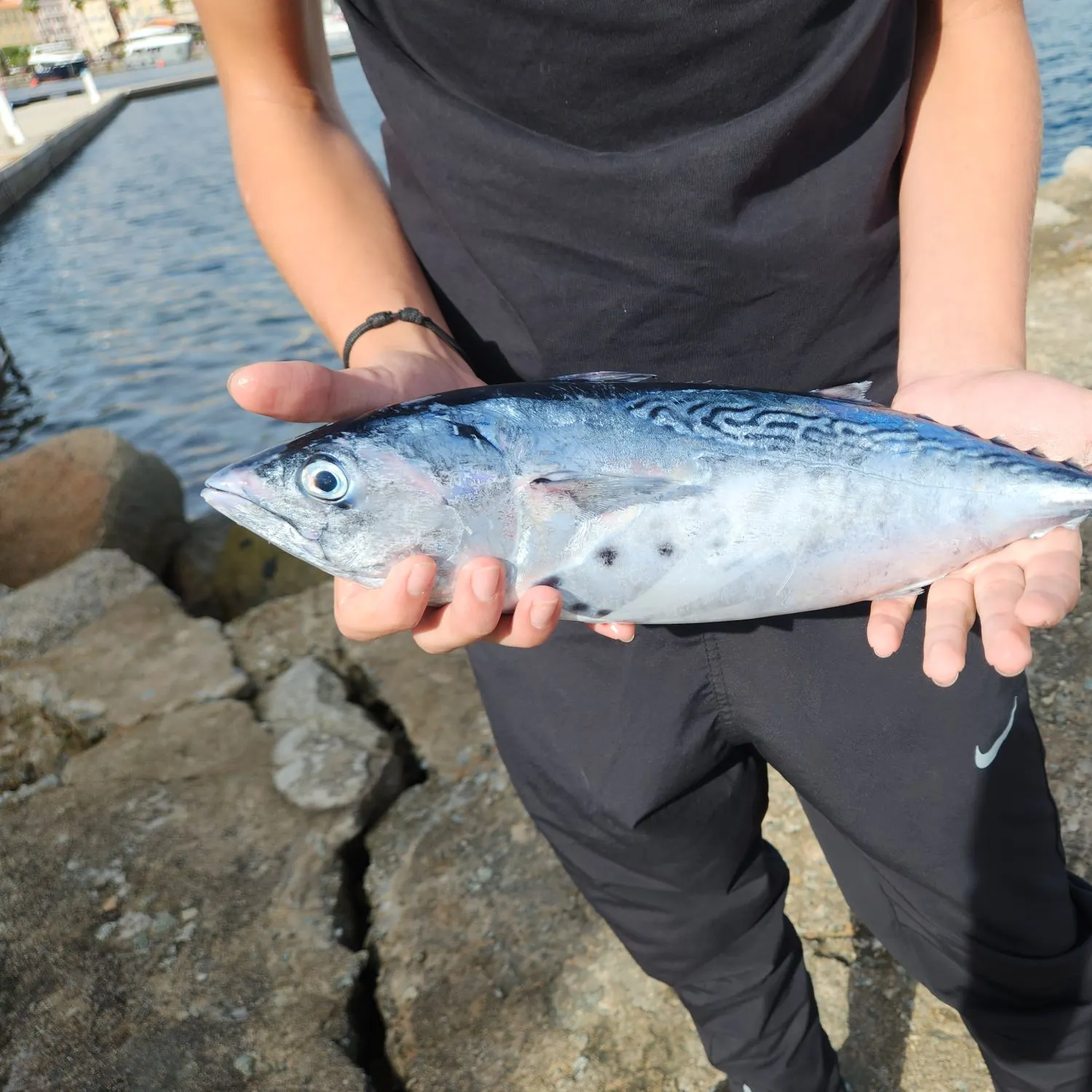 The most recent Little tunny catches on Fishbrain