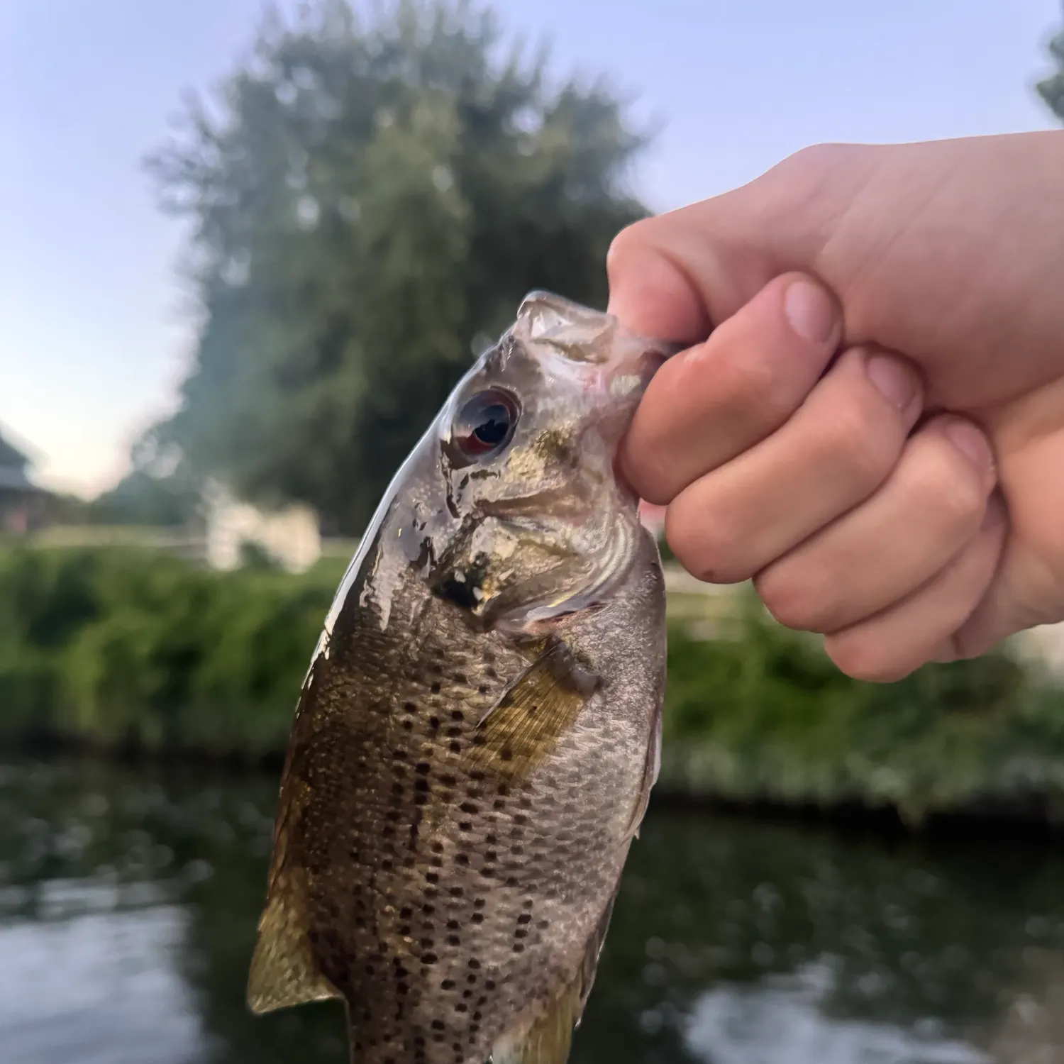Rock bass caught on Fishbrain