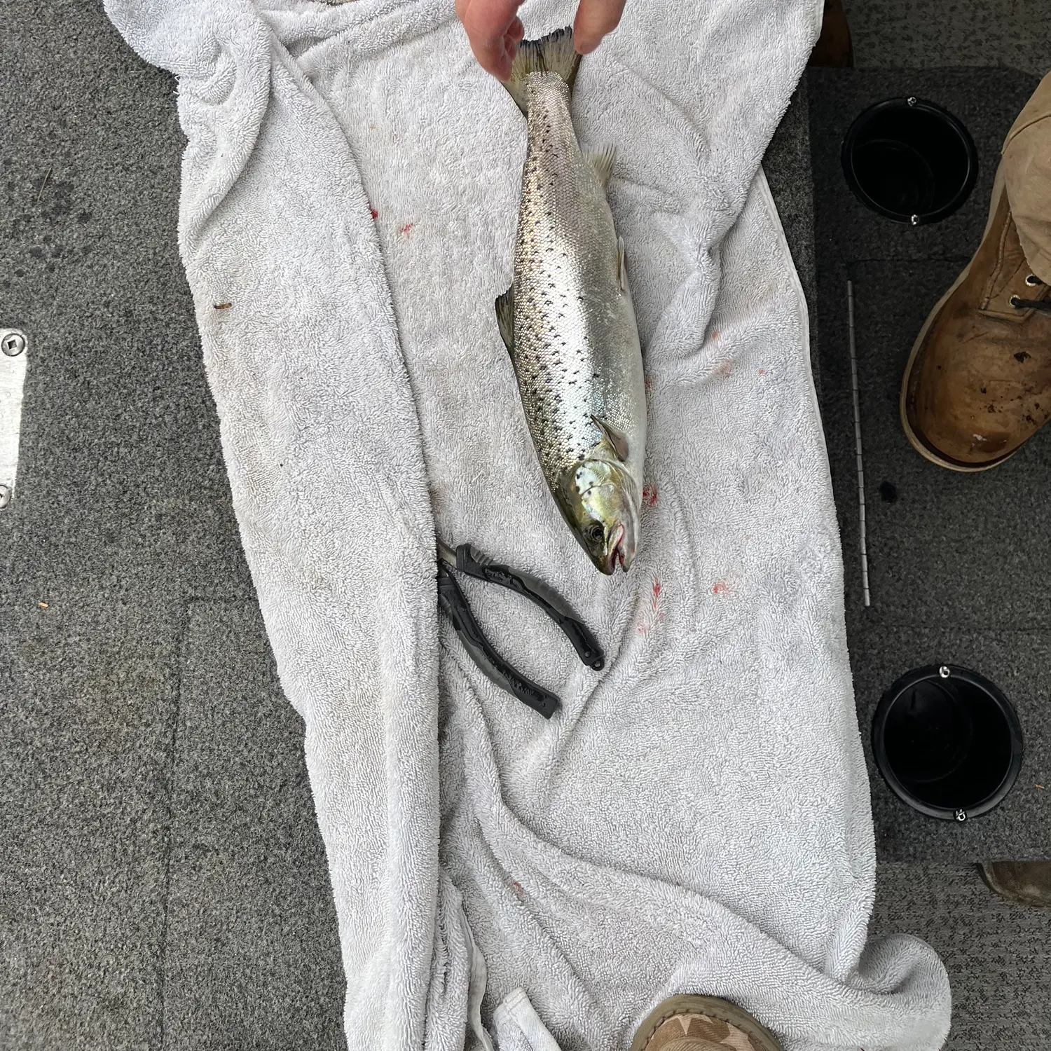 The most recent Landlocked atlantic salmon catches on Fishbrain
