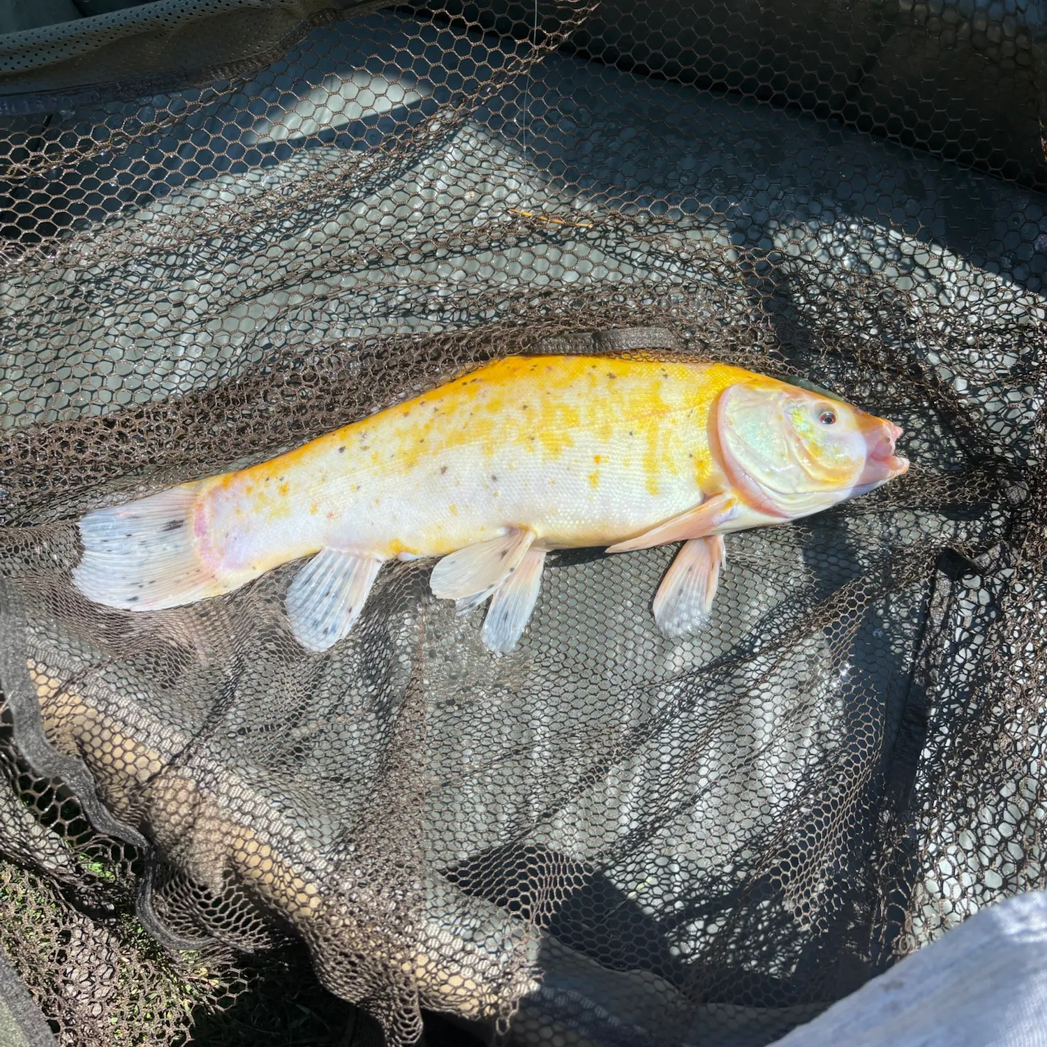 The most recent Golden tench catches on Fishbrain