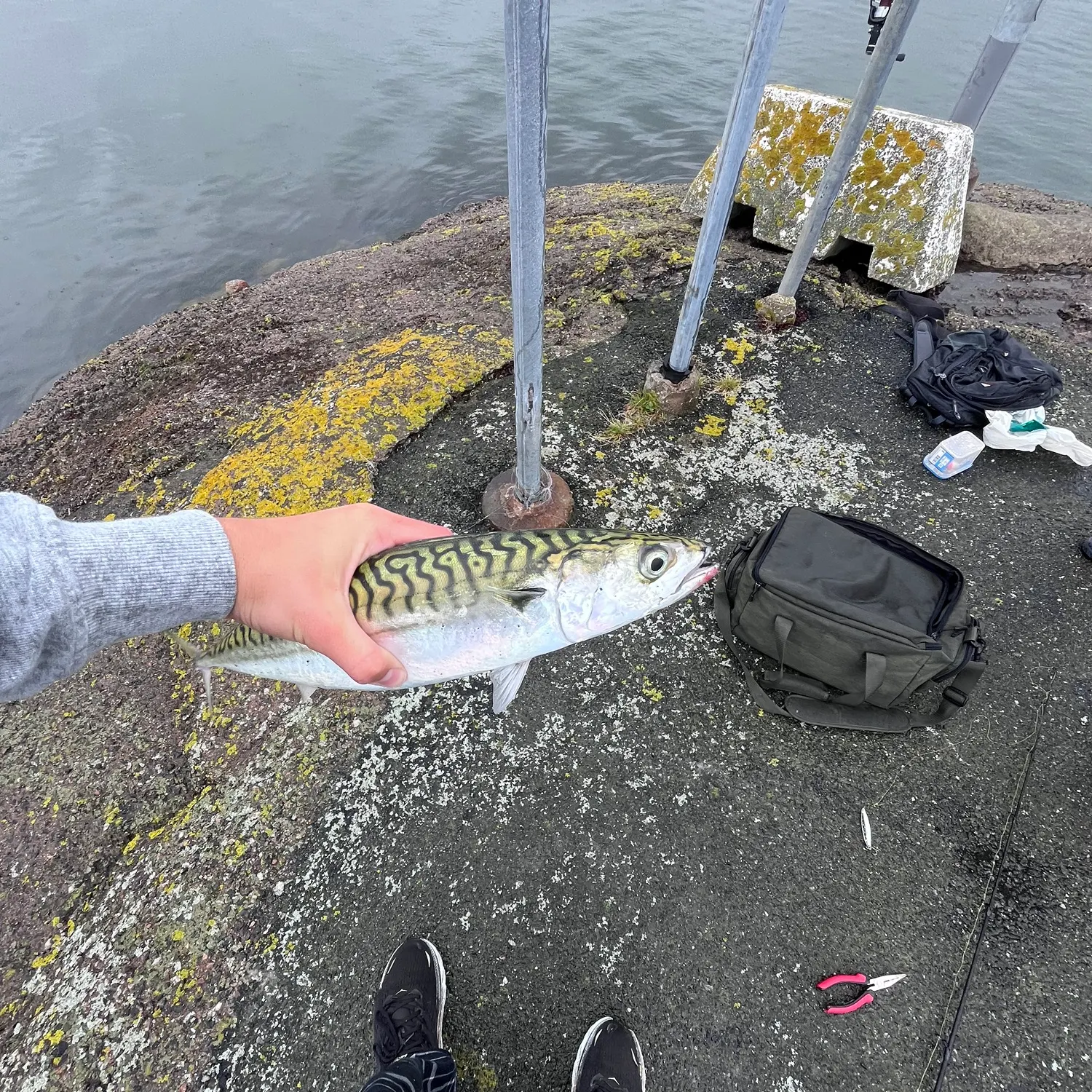 Atlantic mackerel caught on Fishbrain