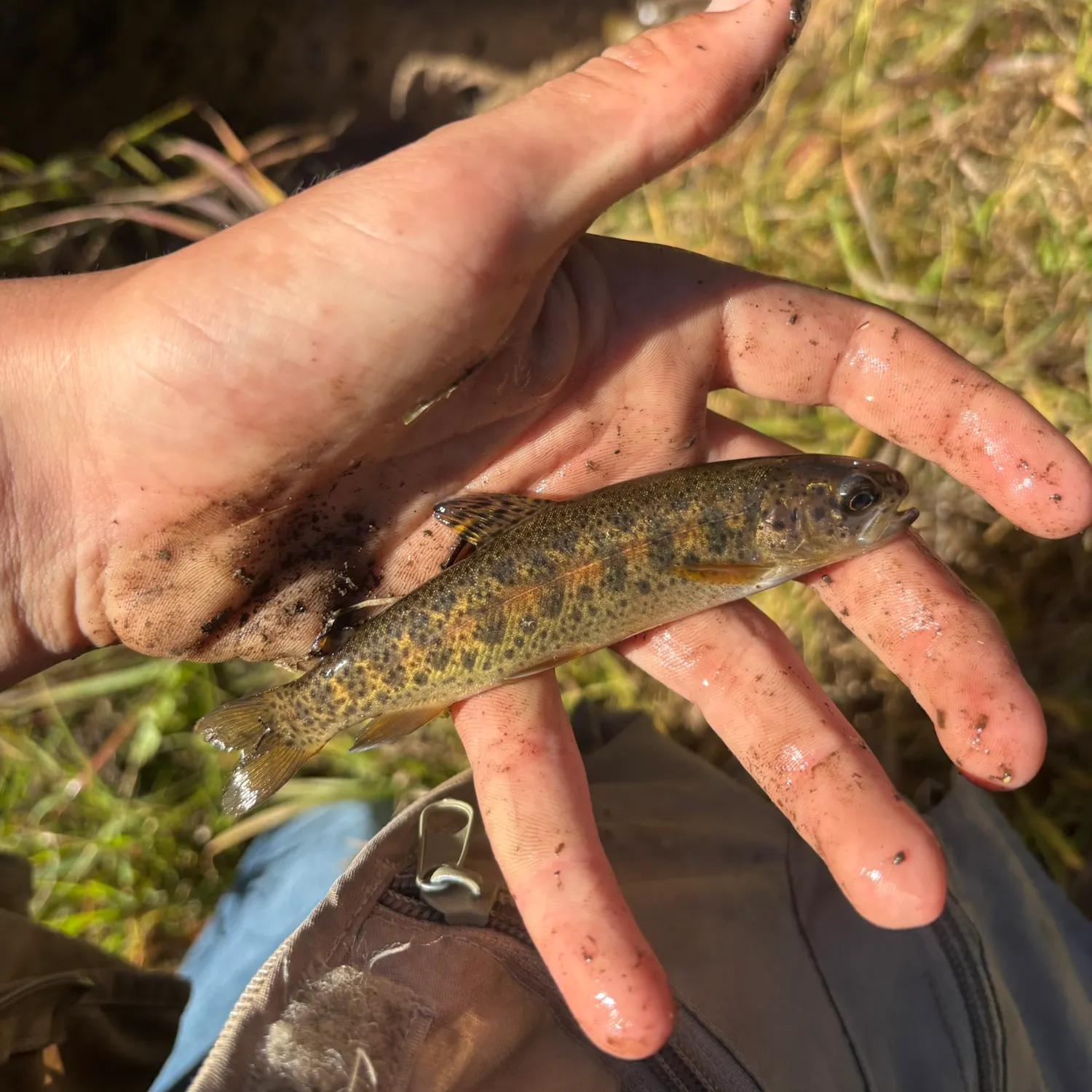 The most recent Golden trout catches on Fishbrain