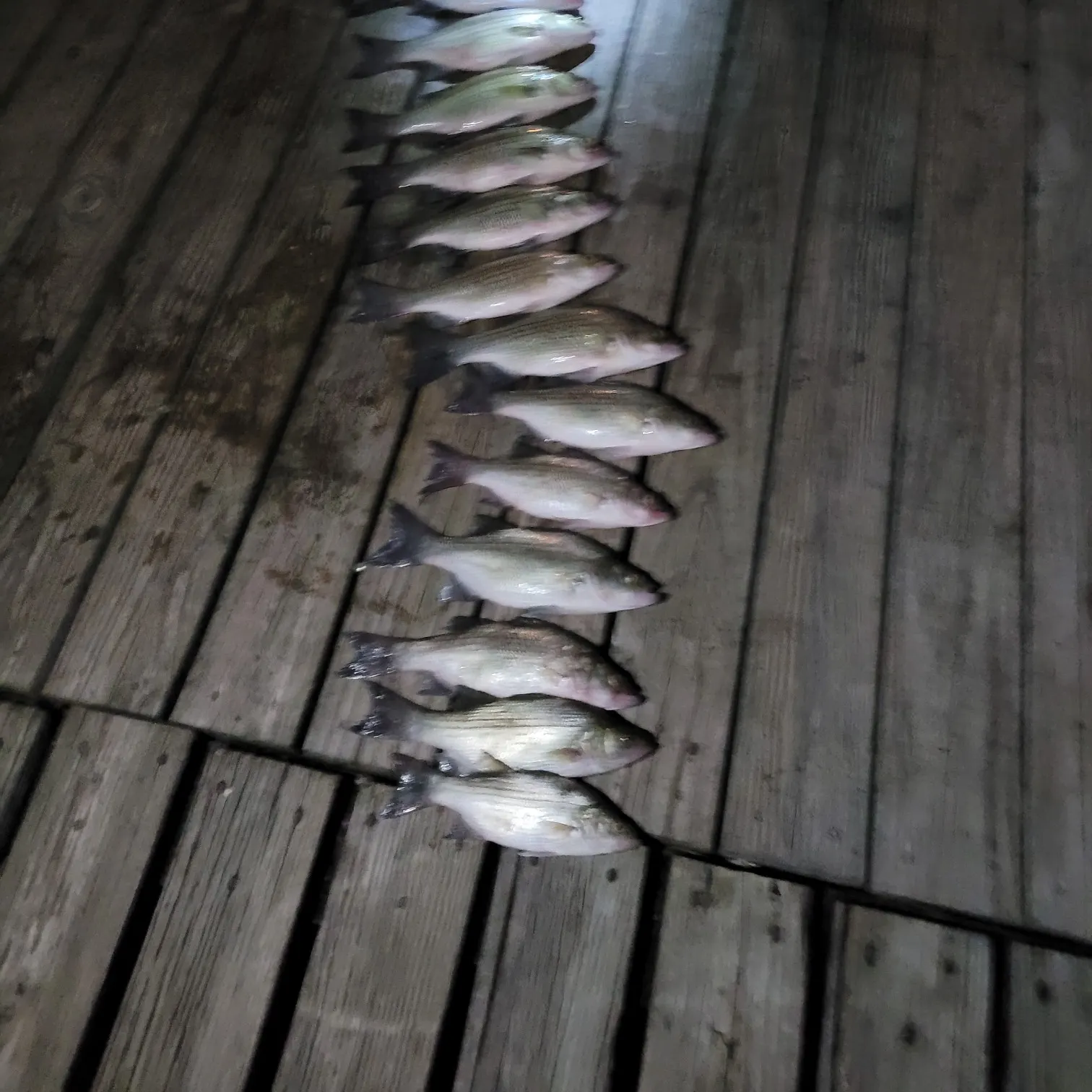 recently logged catches