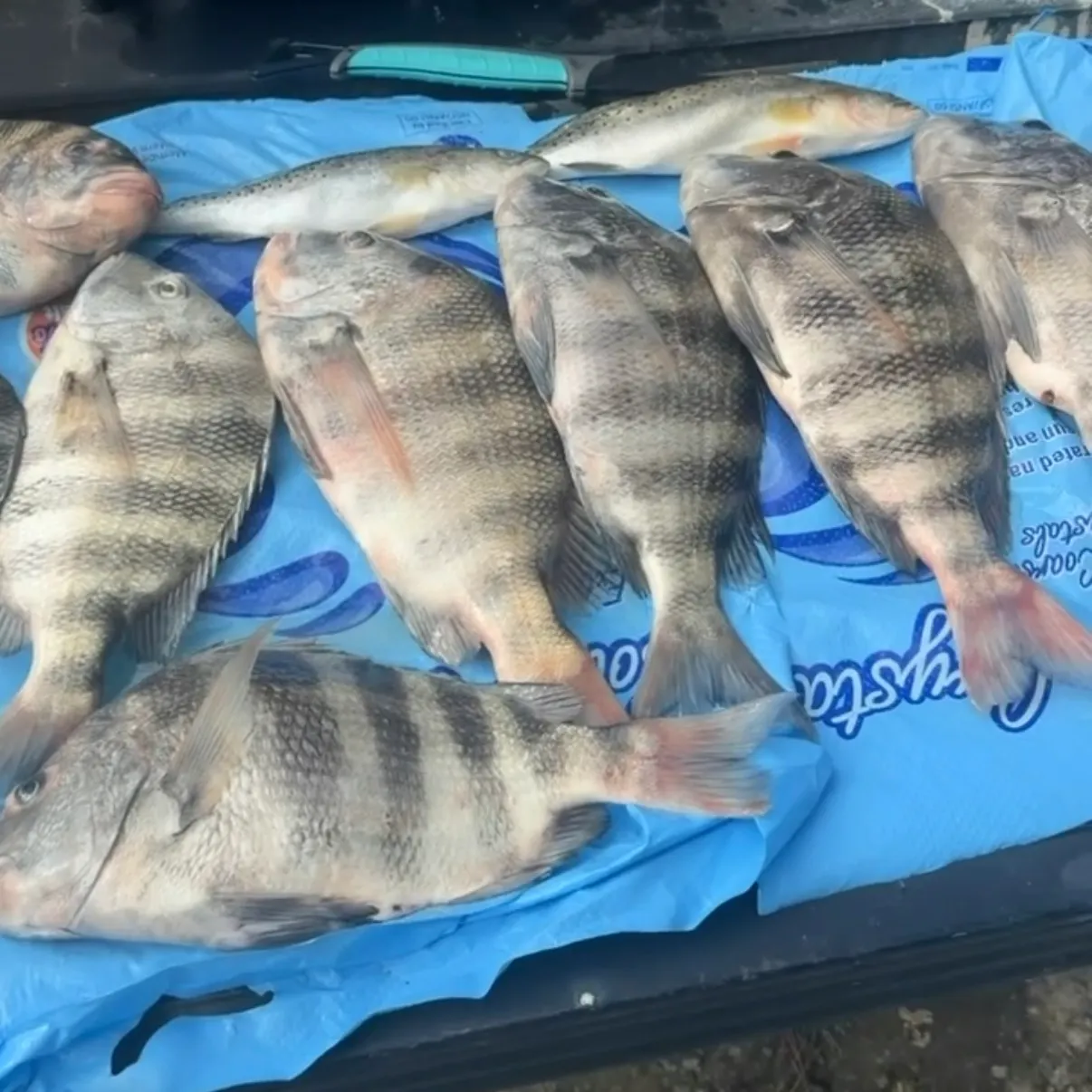 Sheepshead caught on Fishbrain