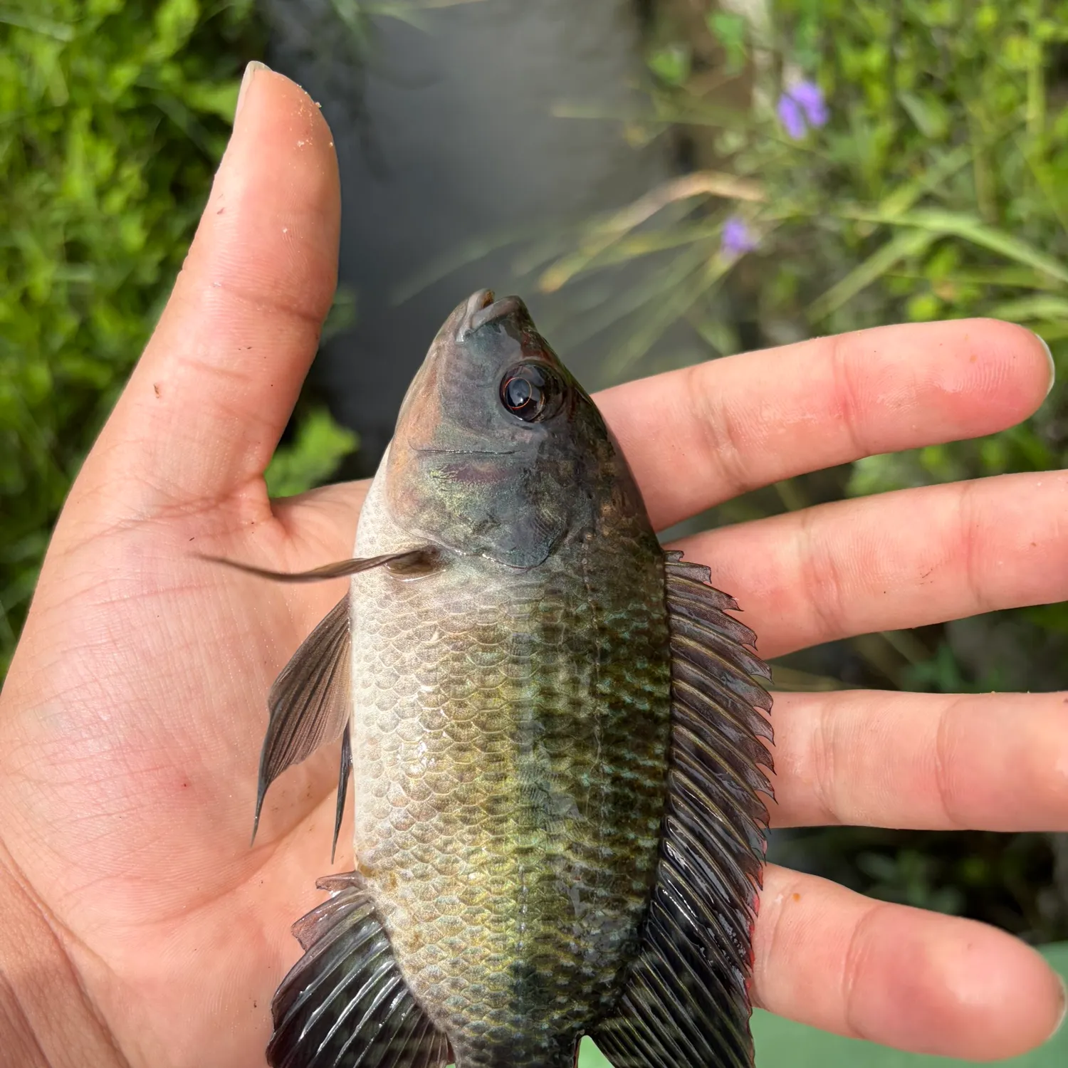 The most recent Blue tilapia catches on Fishbrain