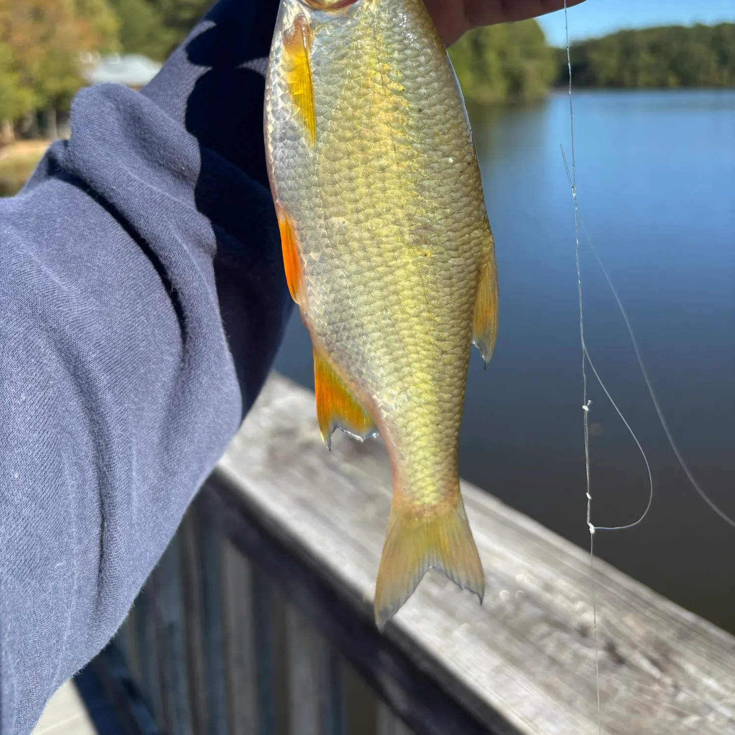 Golden shiner caught on Fishbrain