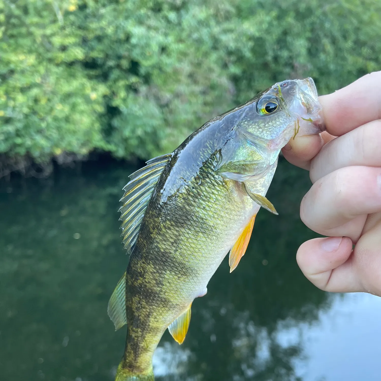 Yellow perch caught on Fishbrain