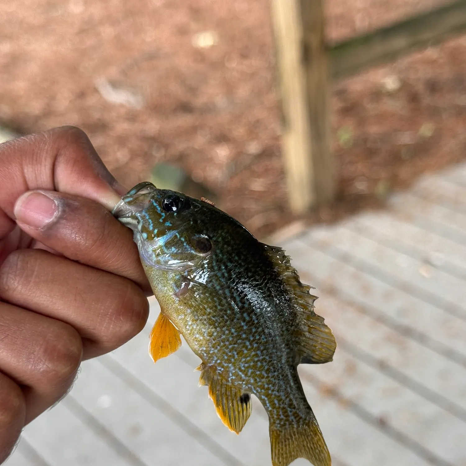 catch