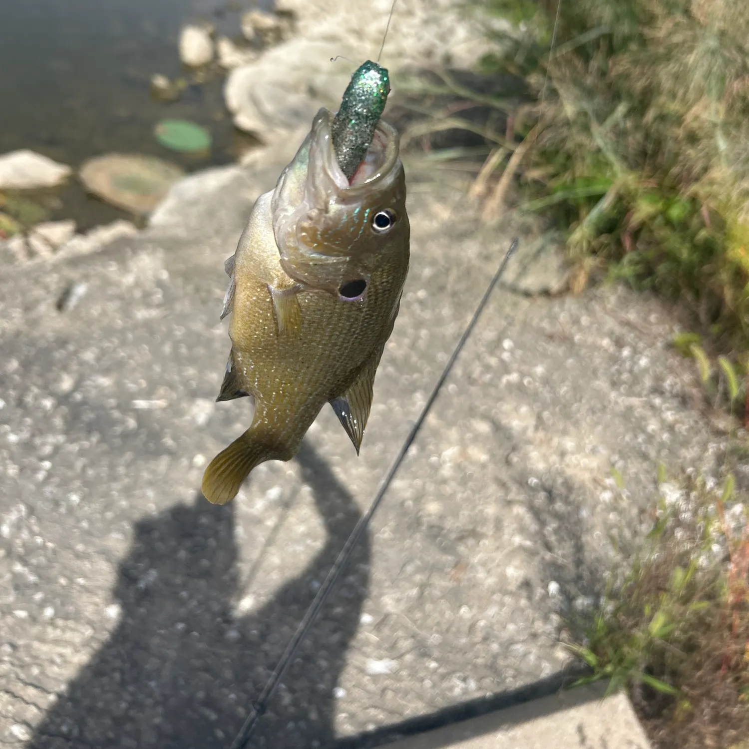 Green sunfish caught on Fishbrain