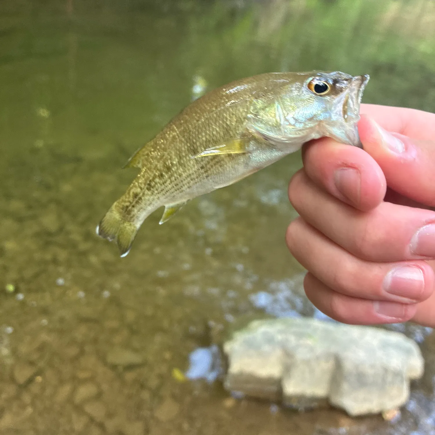 Spotted bass caught on Fishbrain